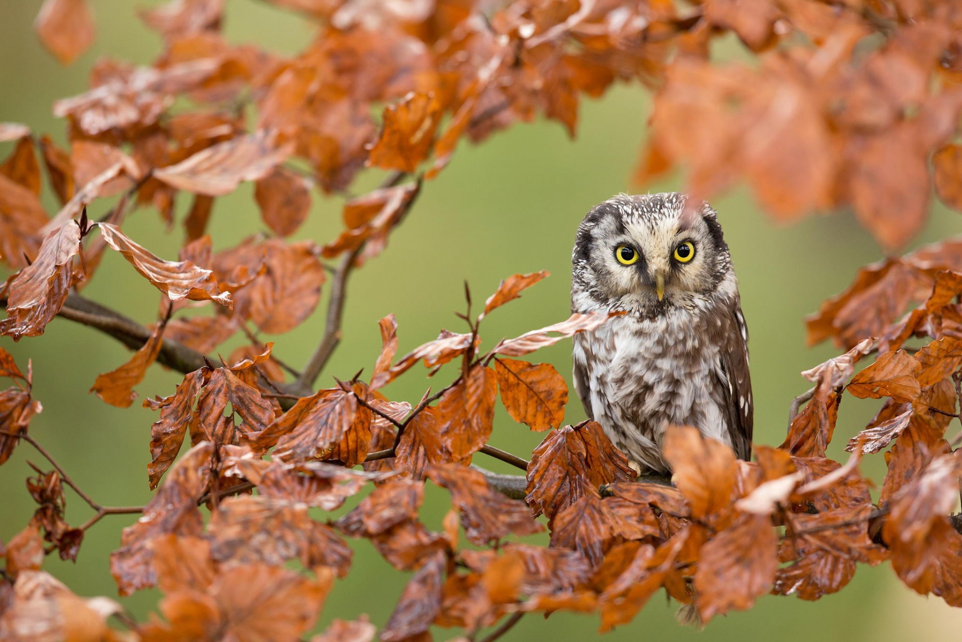 gufo uccello rami foglie foresta autunno