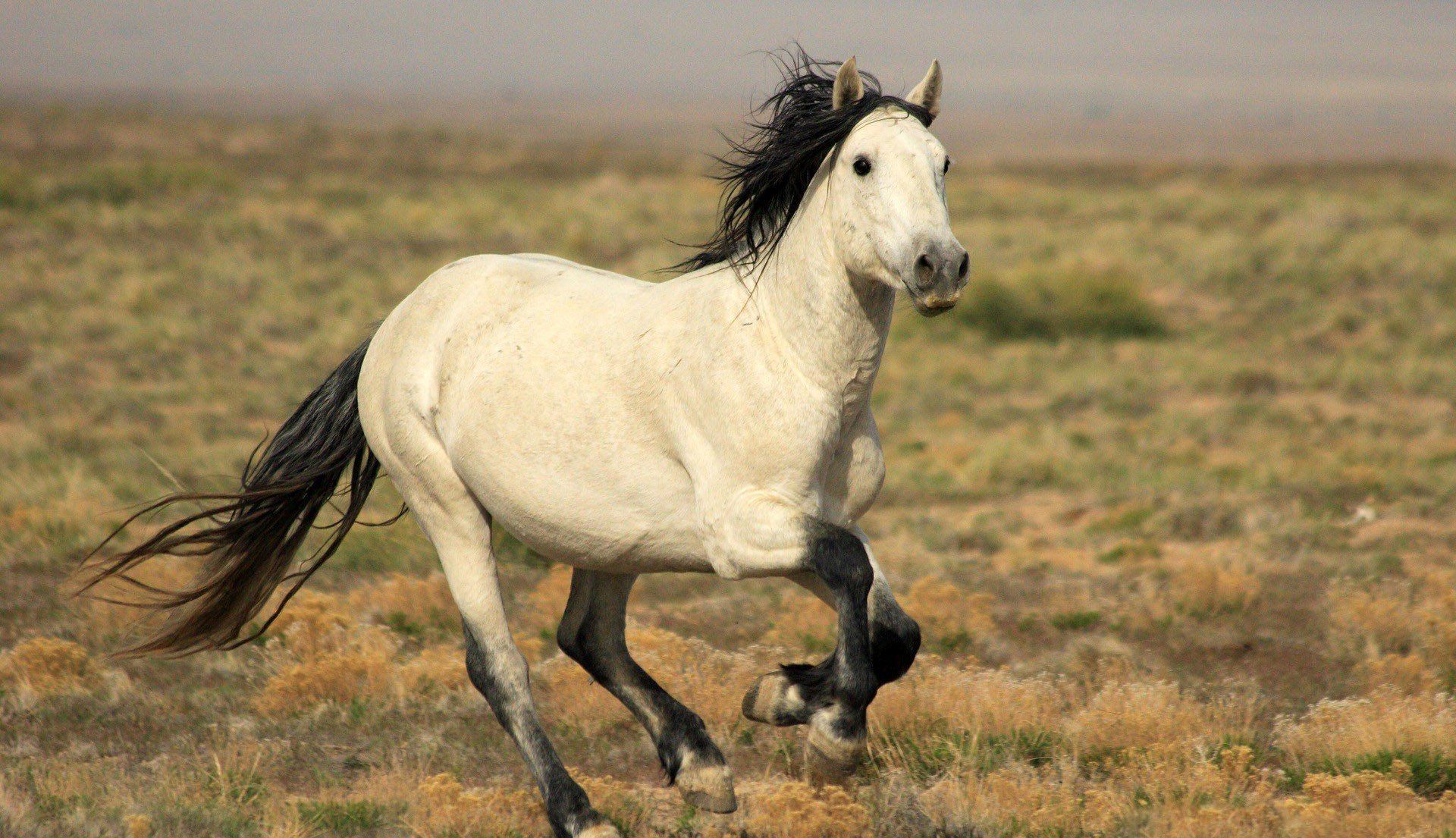 horse canter mane tail