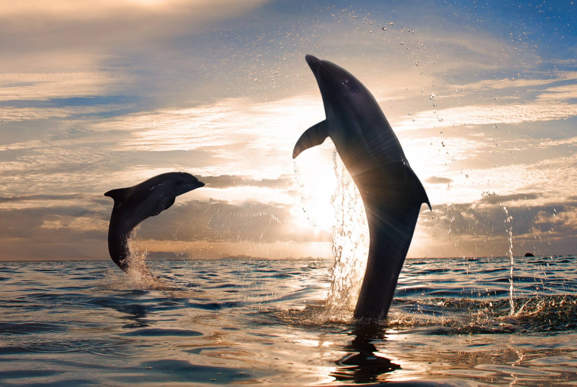 delfini giocosi salto tramonto mare spruzzi d acqua natura sole cielo nuvole bella spruzzi d acqua