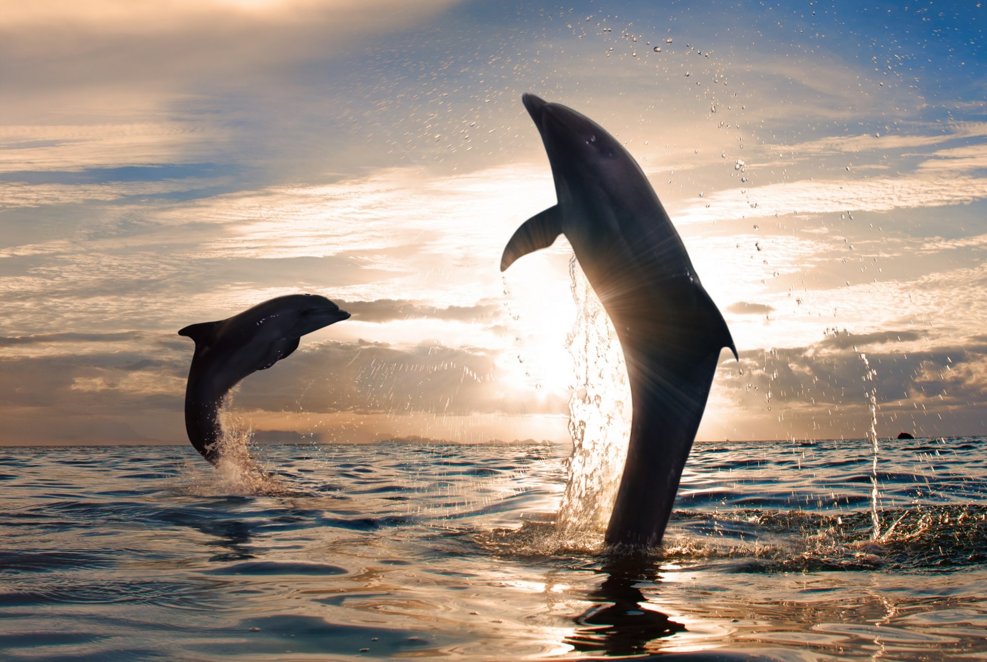 Дельфин выпрыгивает из воды фото