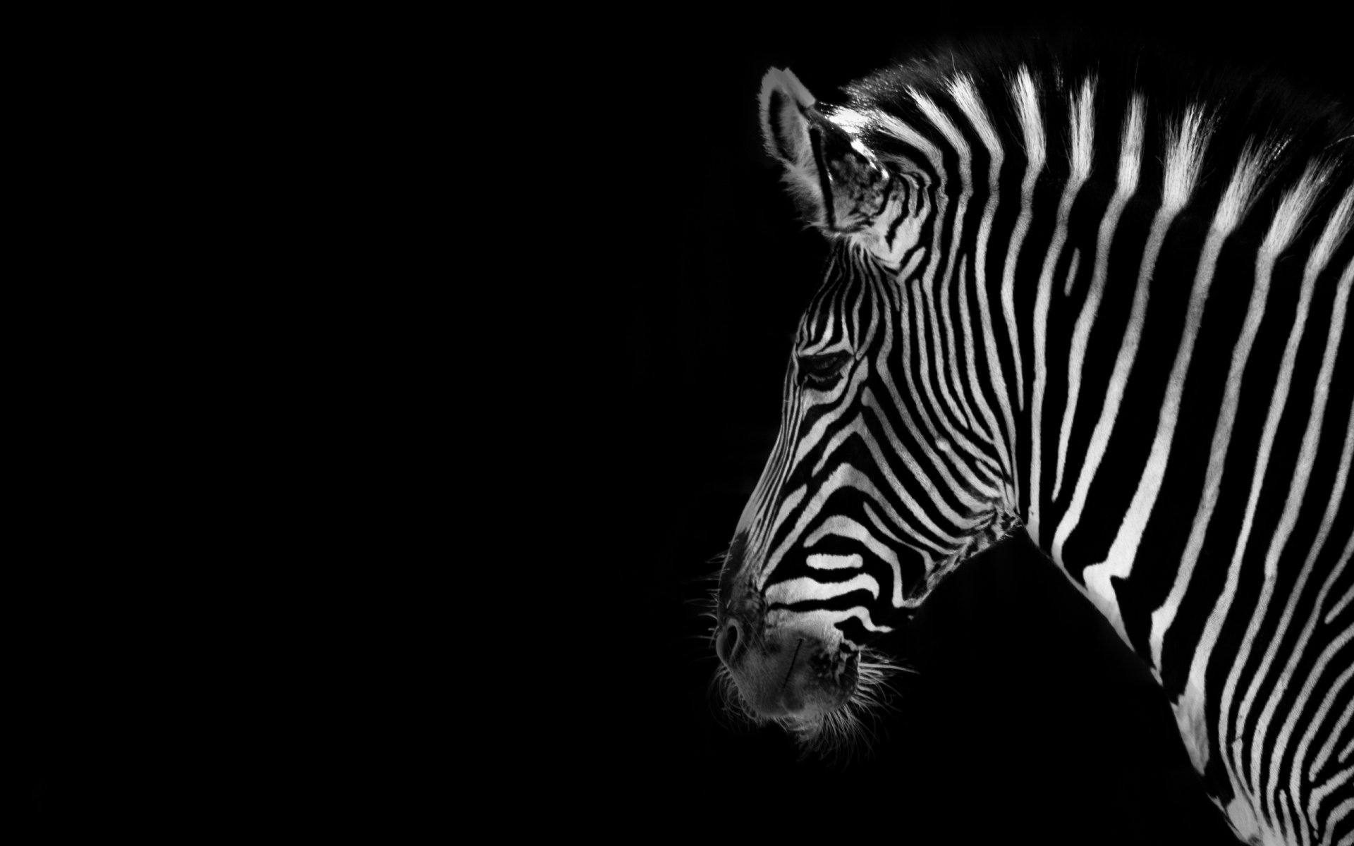 zebra hintergrund farbe