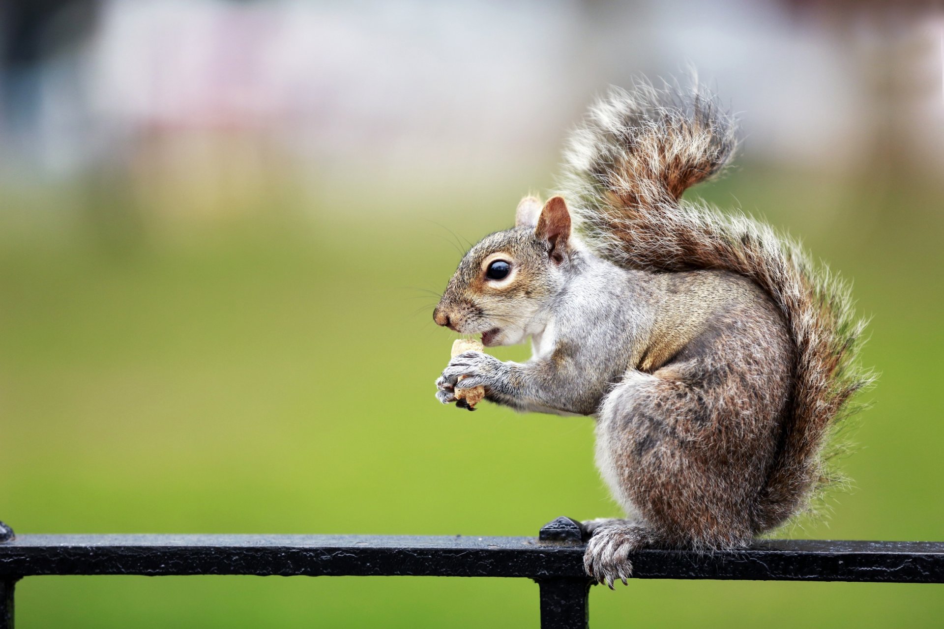 protein cracker tail