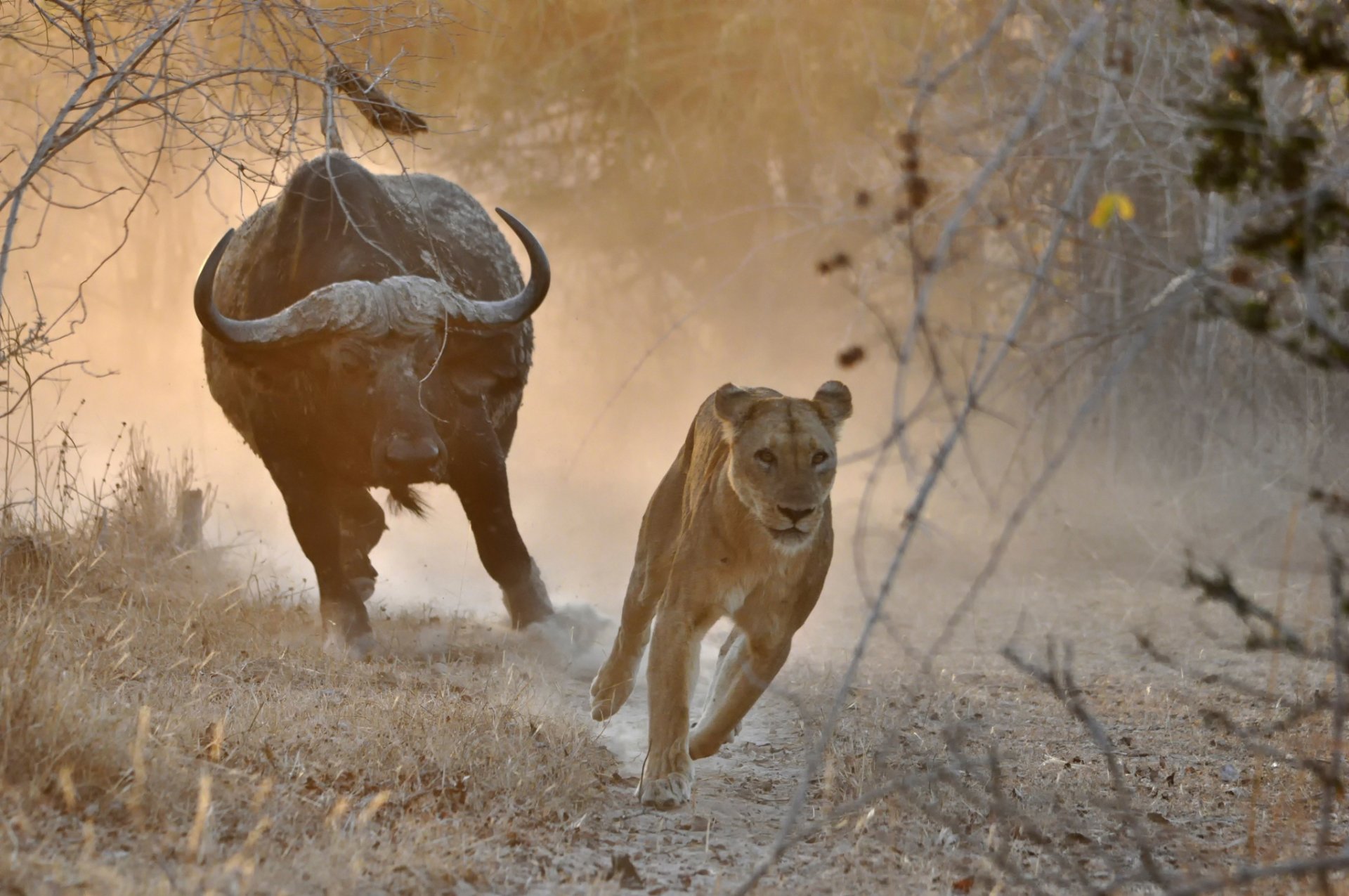 afrika stier löwin verfolgungsjagd