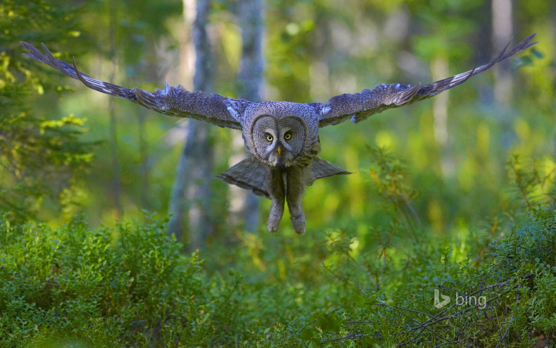 grand hibou gris oiseau ailes vol forêt