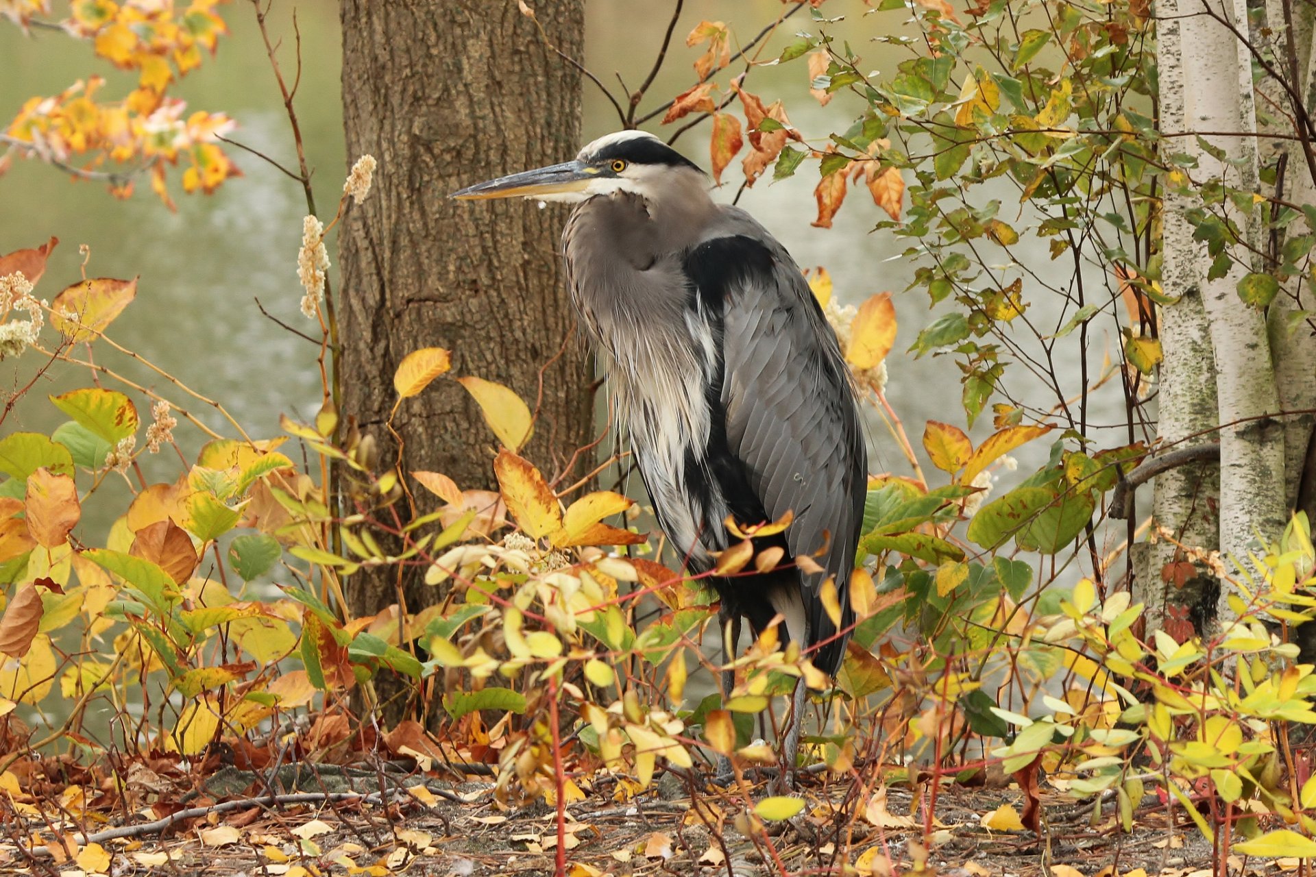 héron gris oiseau arbres feuilles automne