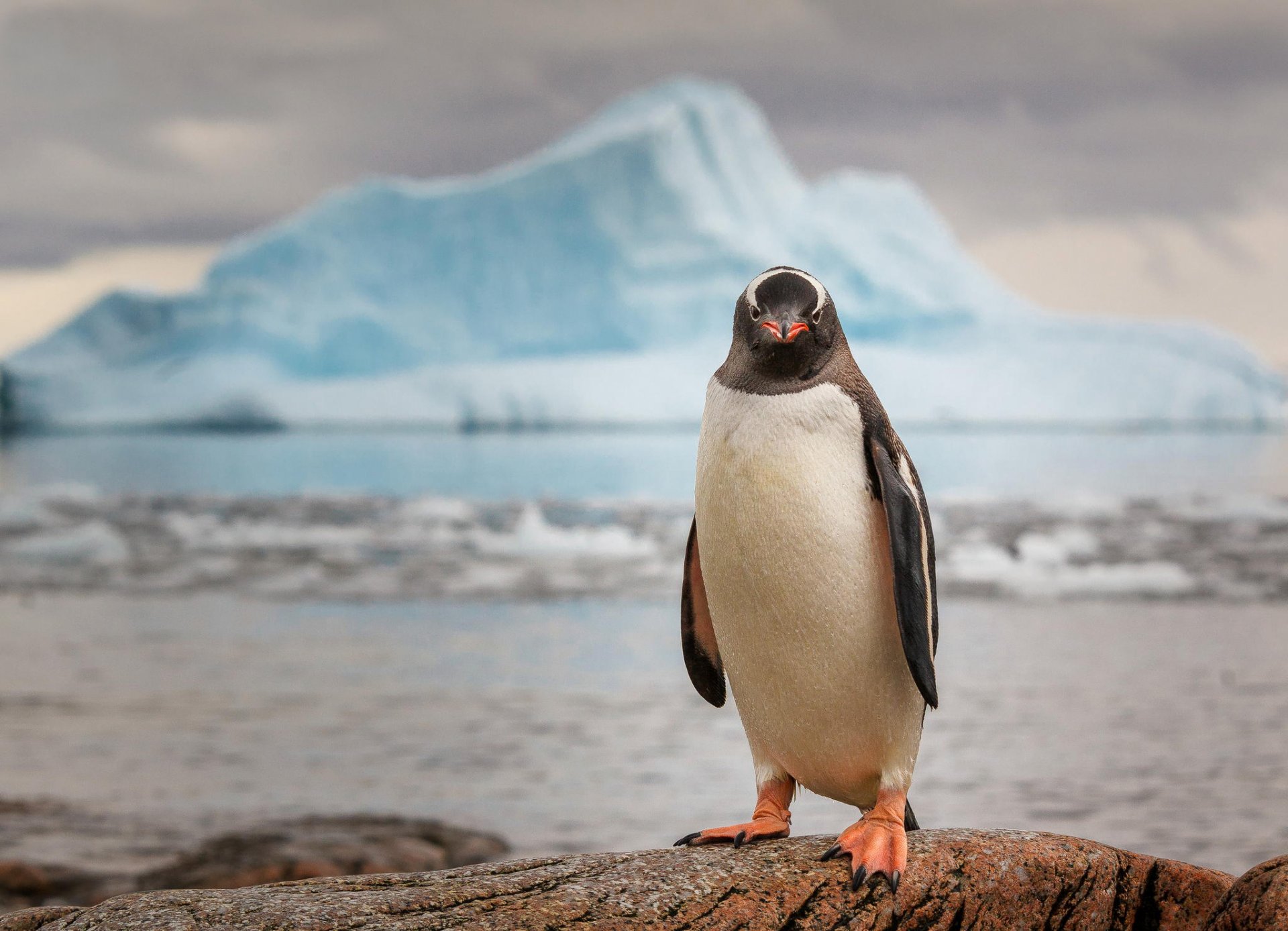 pingüino antártida hielo