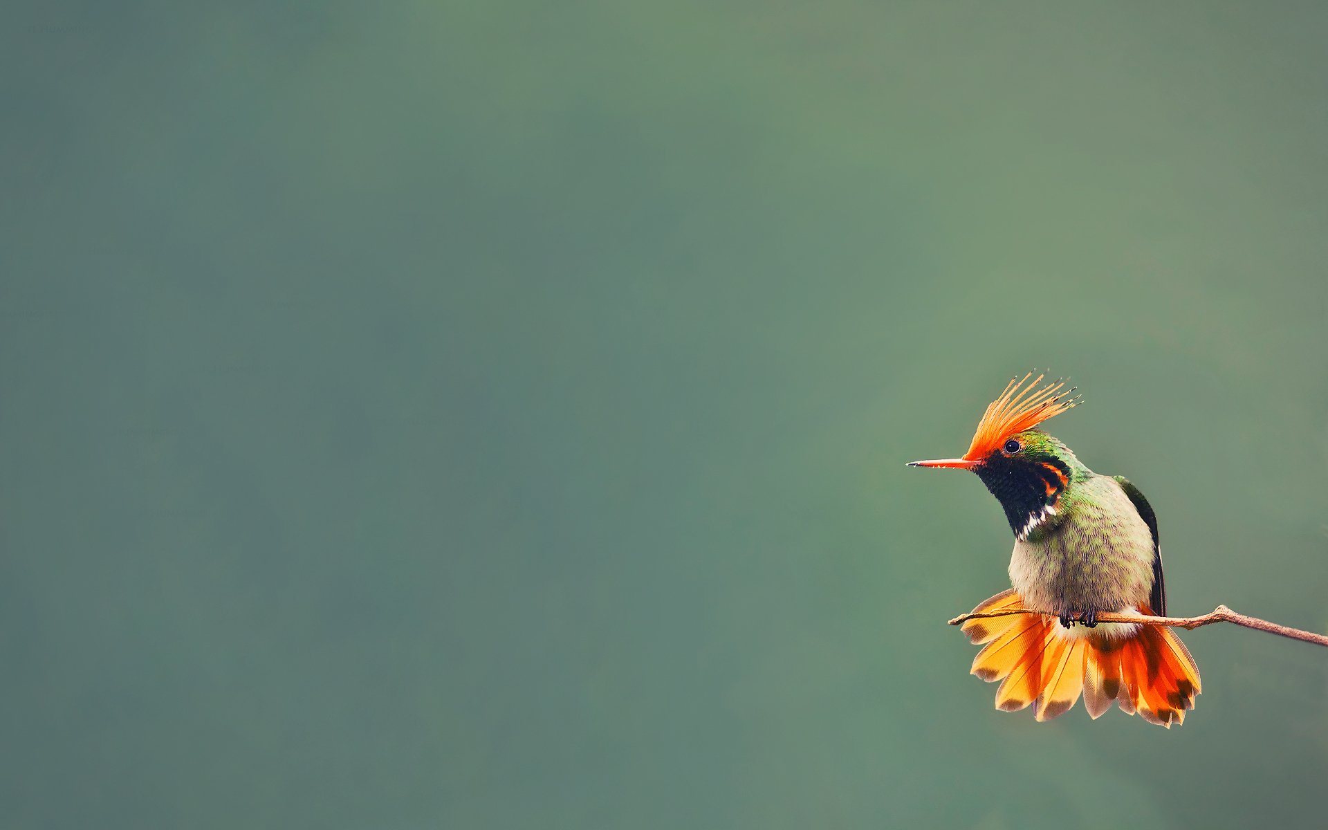 pájaro colibrí rama fondo