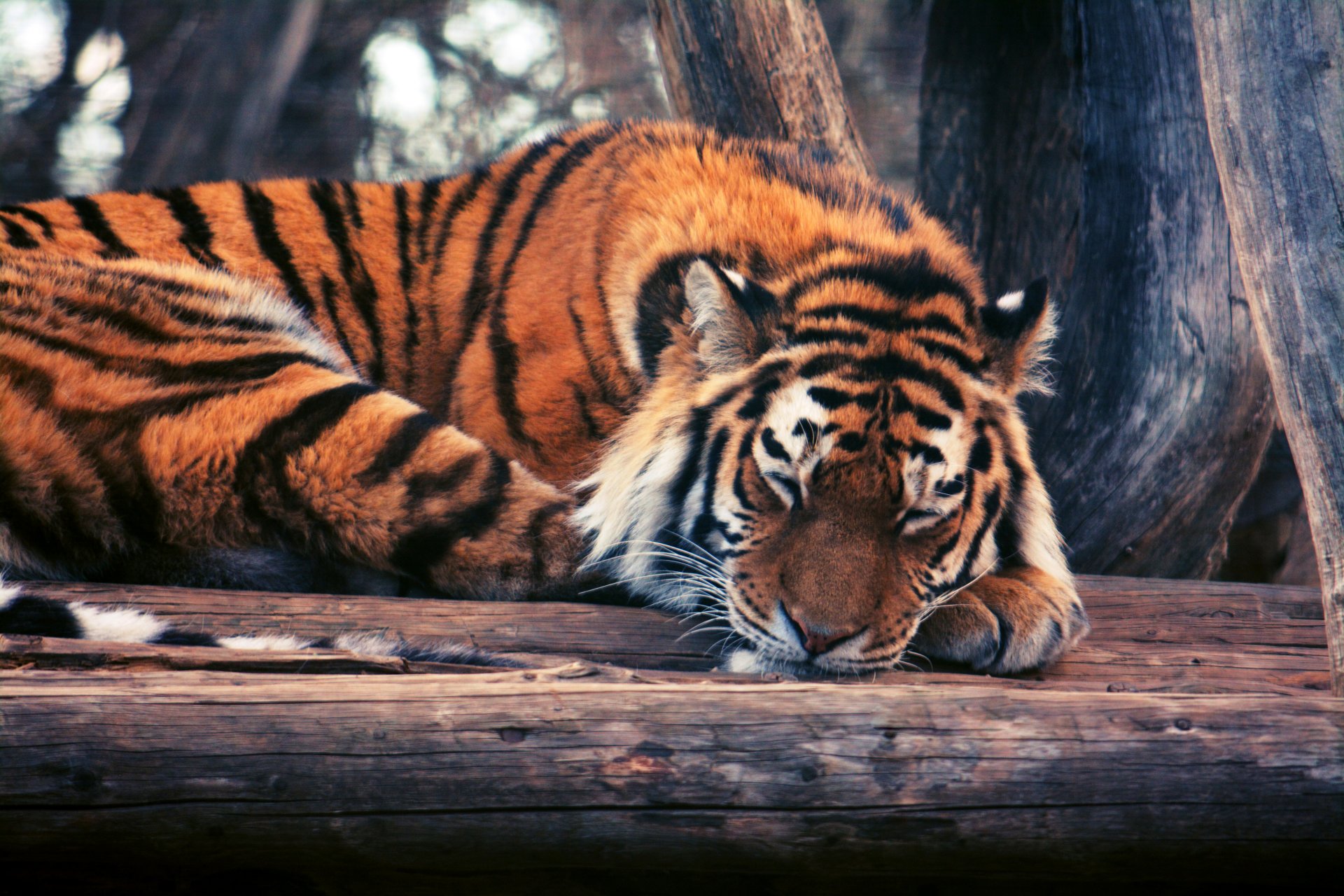 tigre tronco árboles sueño