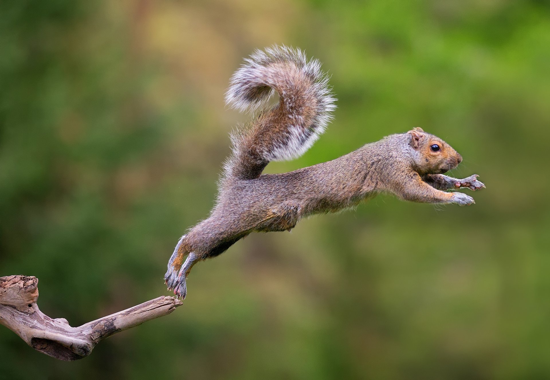 eichhörnchen sprung tiere