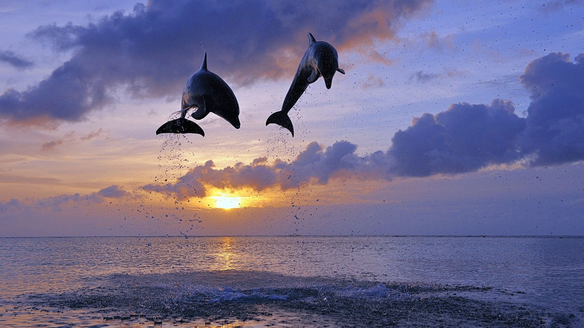 dolphins sea sun jump