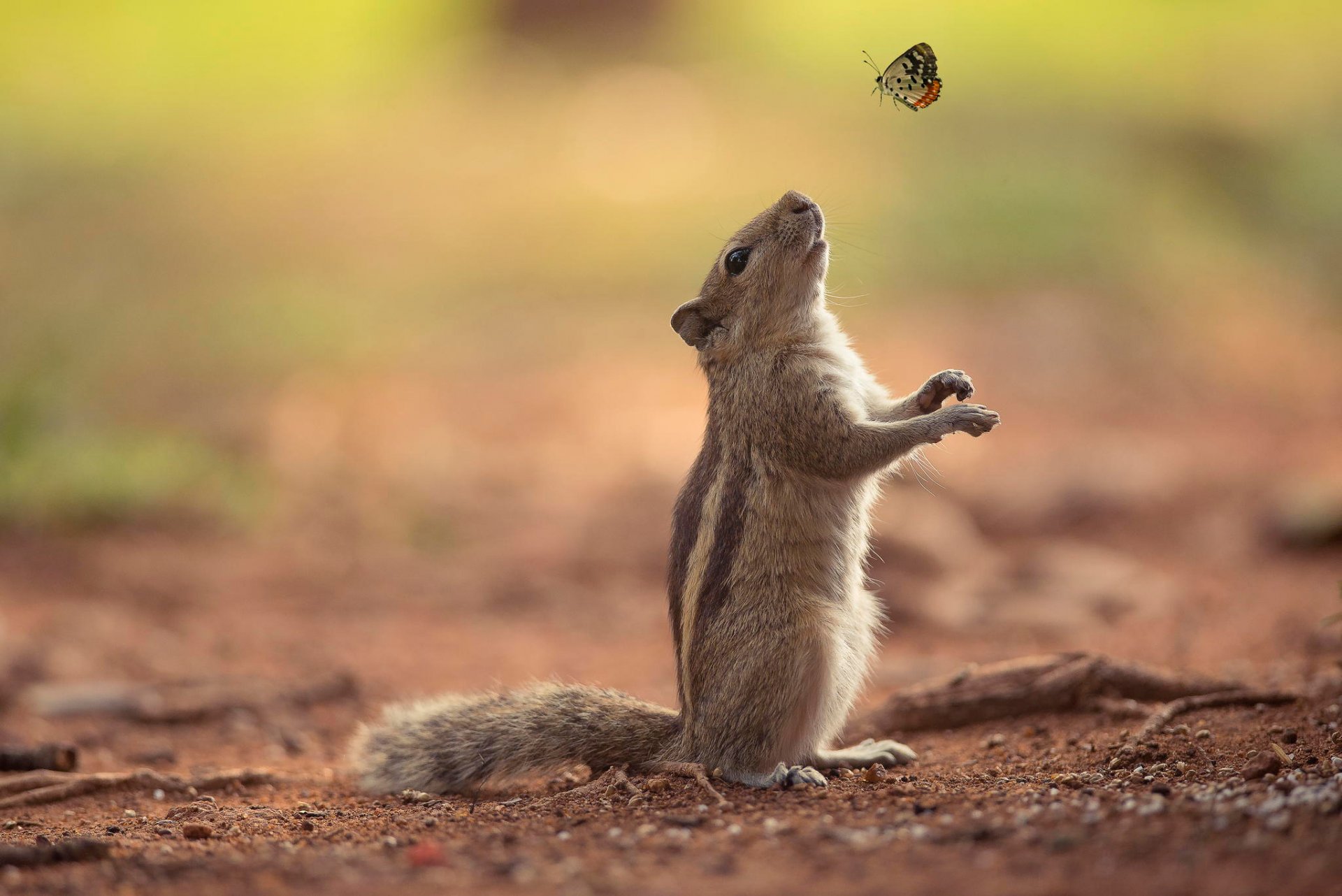 eichhörnchen schmetterling freundschaft