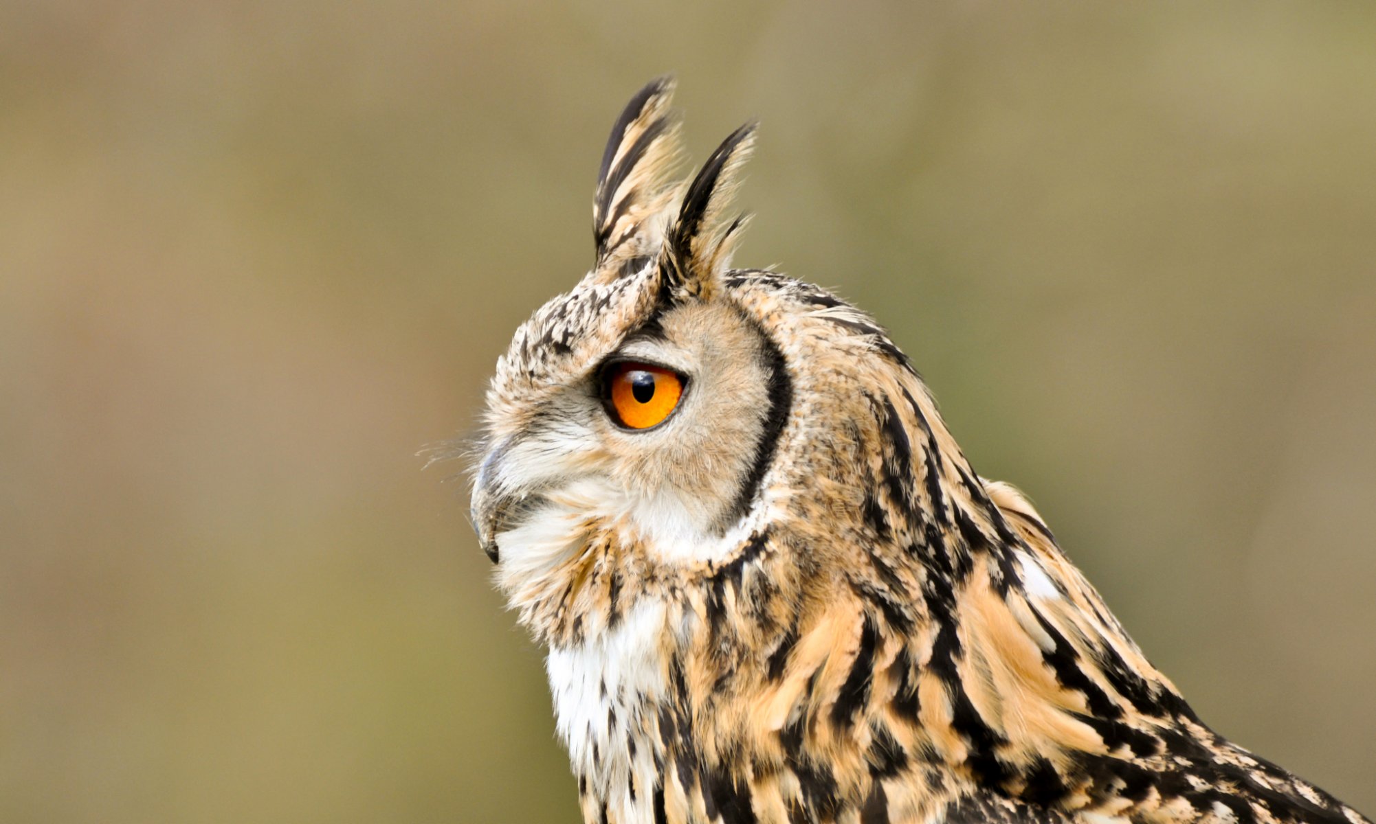 hibou à longues oreilles oiseau profil vue