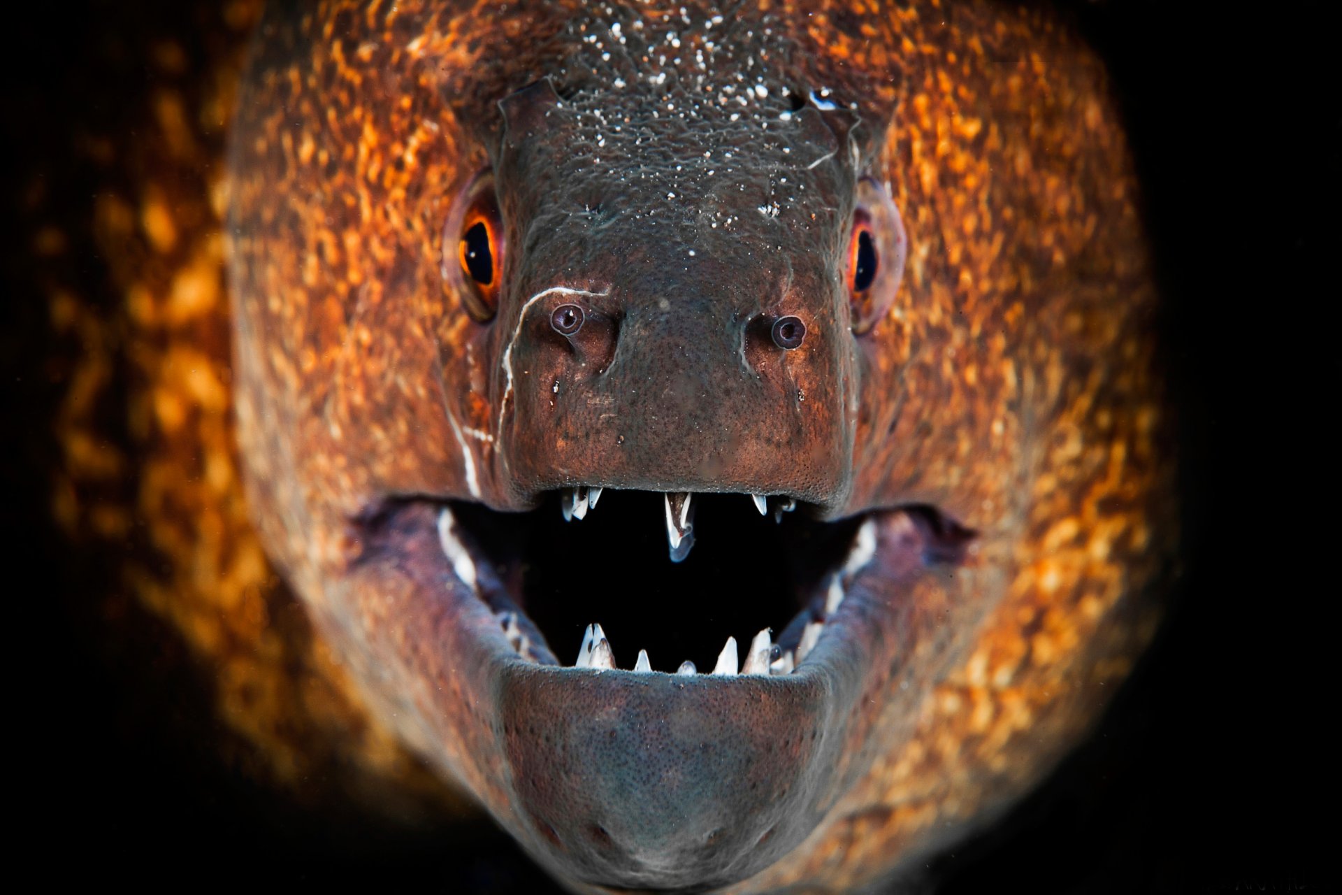 moray fish fall teeth close up