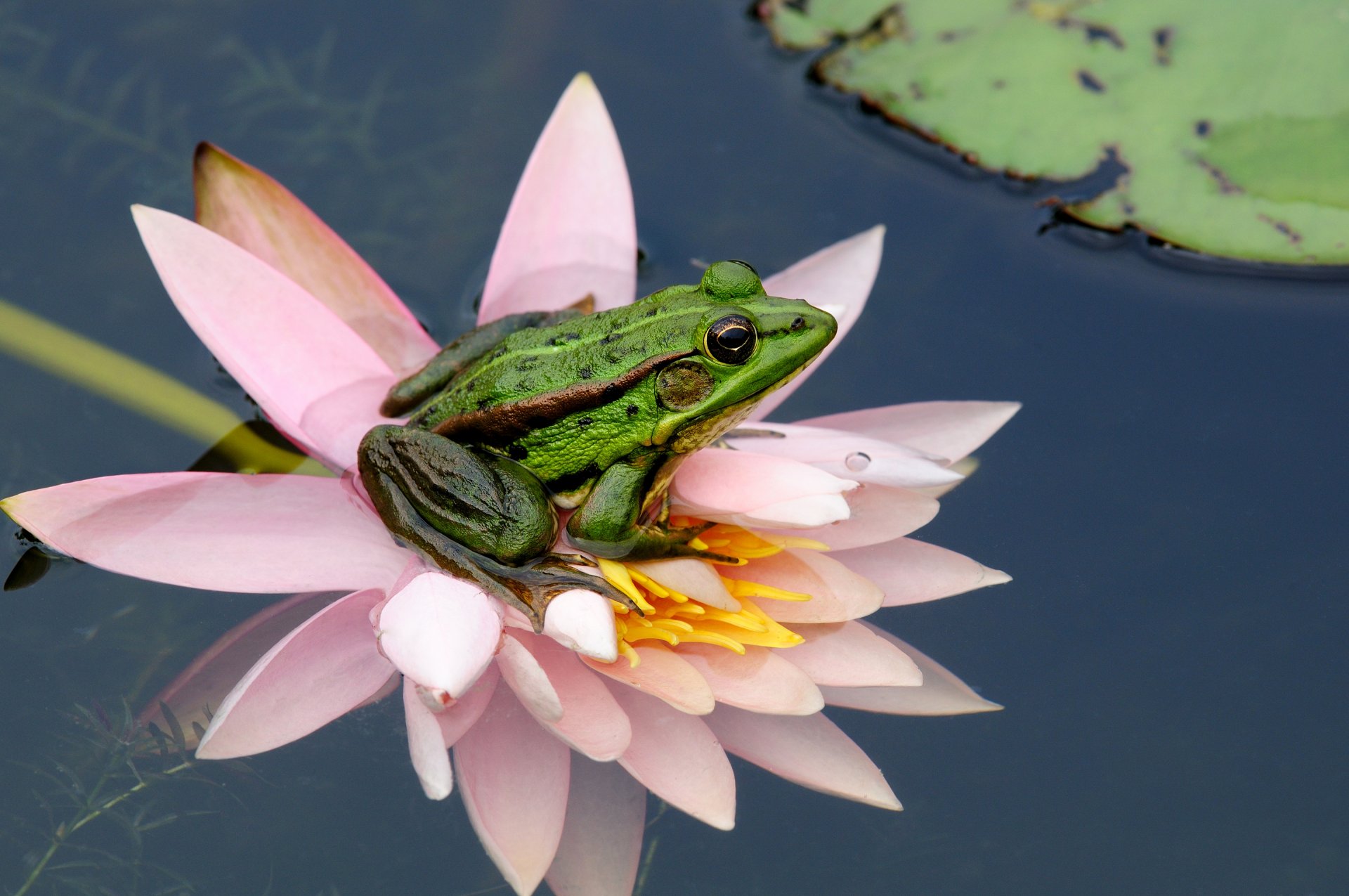 frosch wasser blume blatt natur