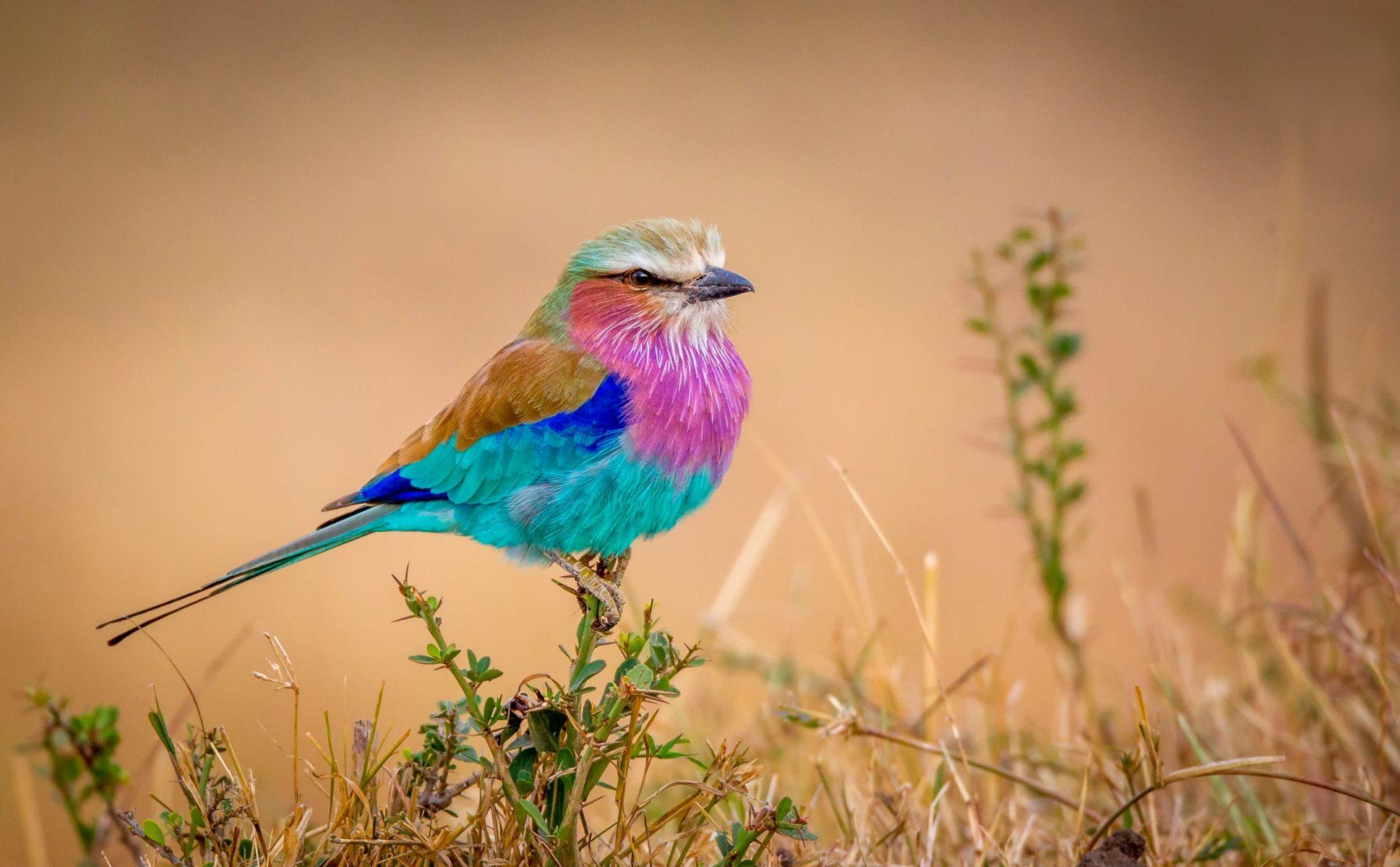 arco iris de vuelo birdie multicolor