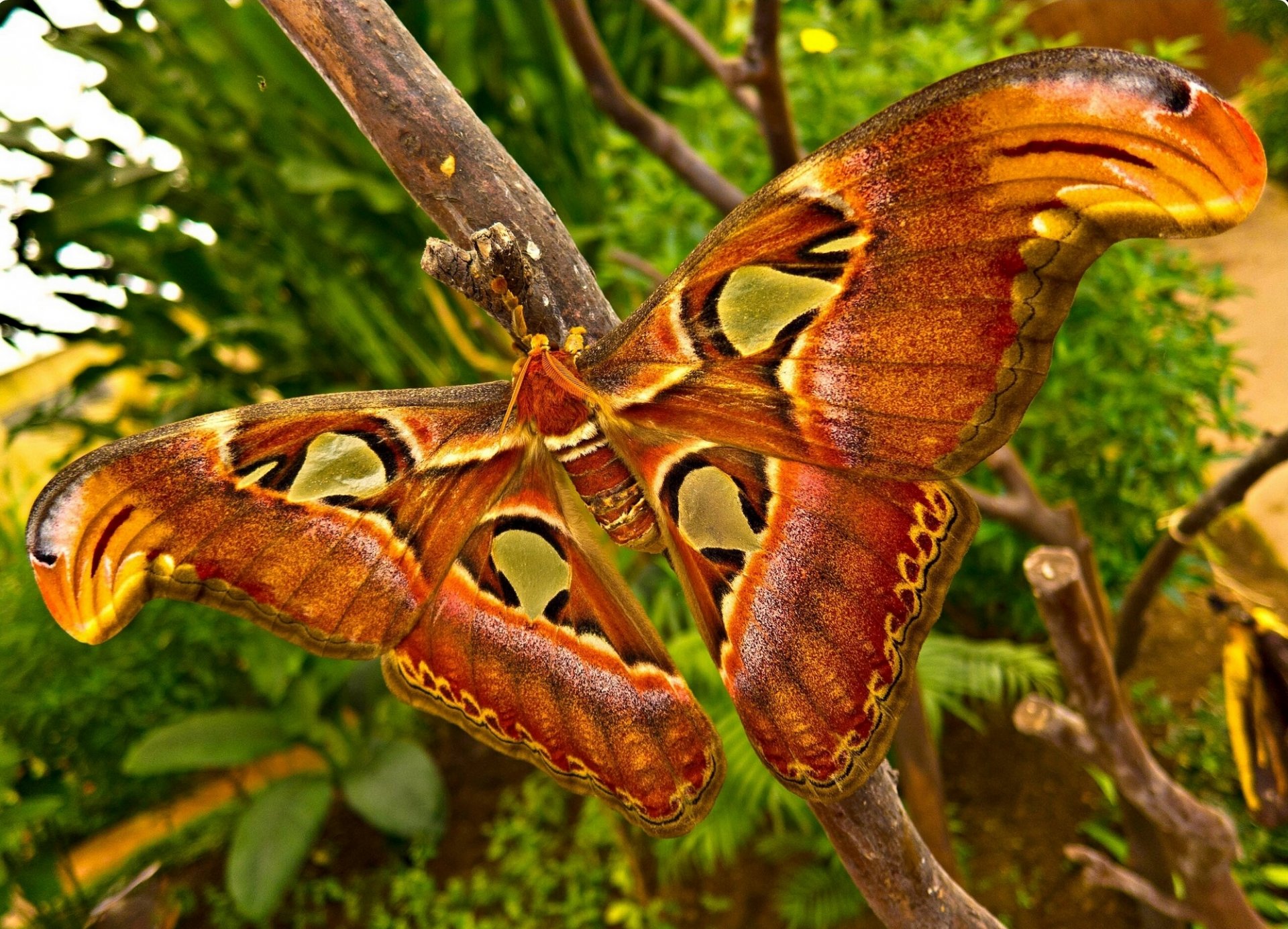 motyl skrzydła makro