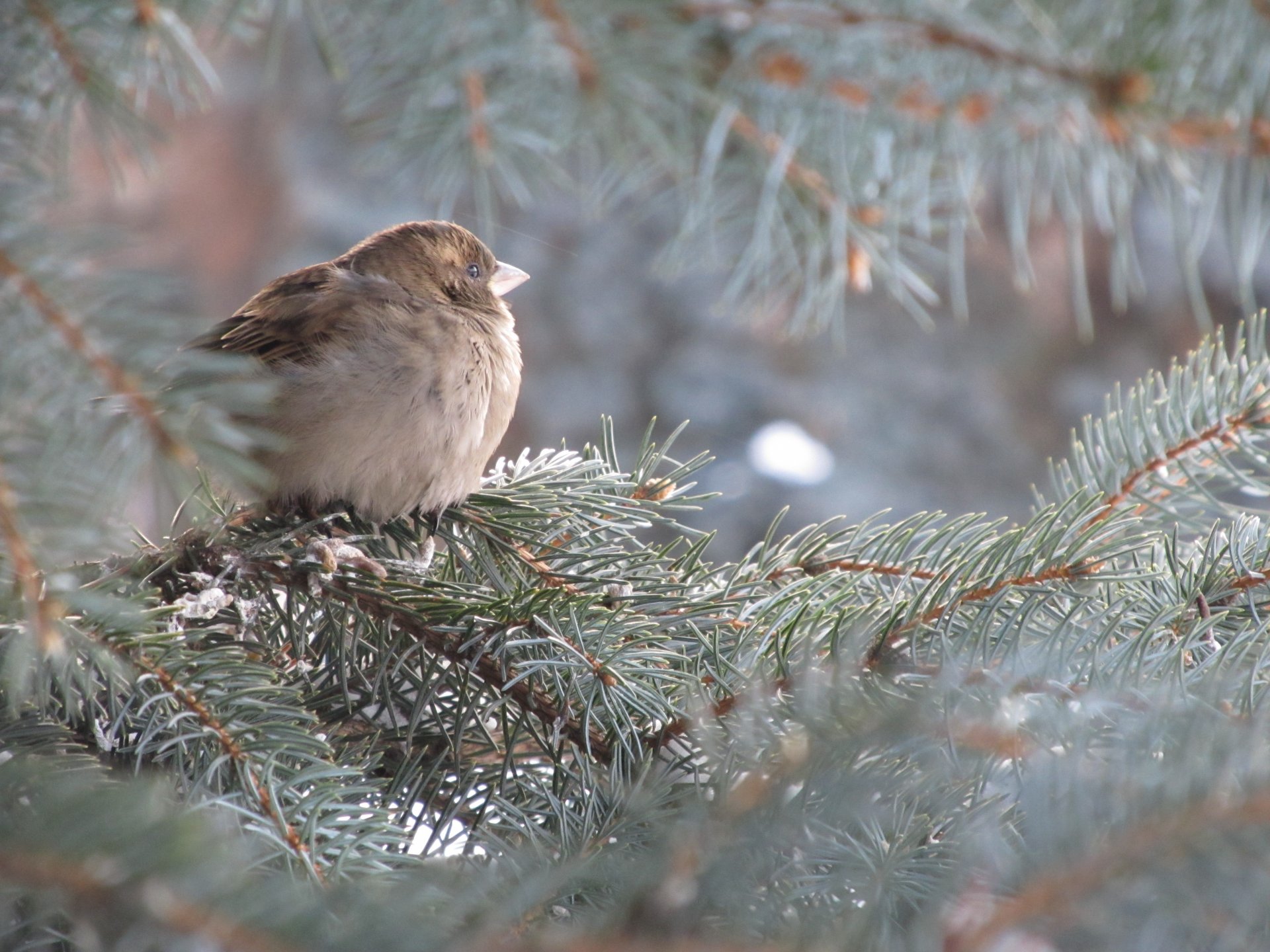 spatz fichte blau weihnachtsbaum