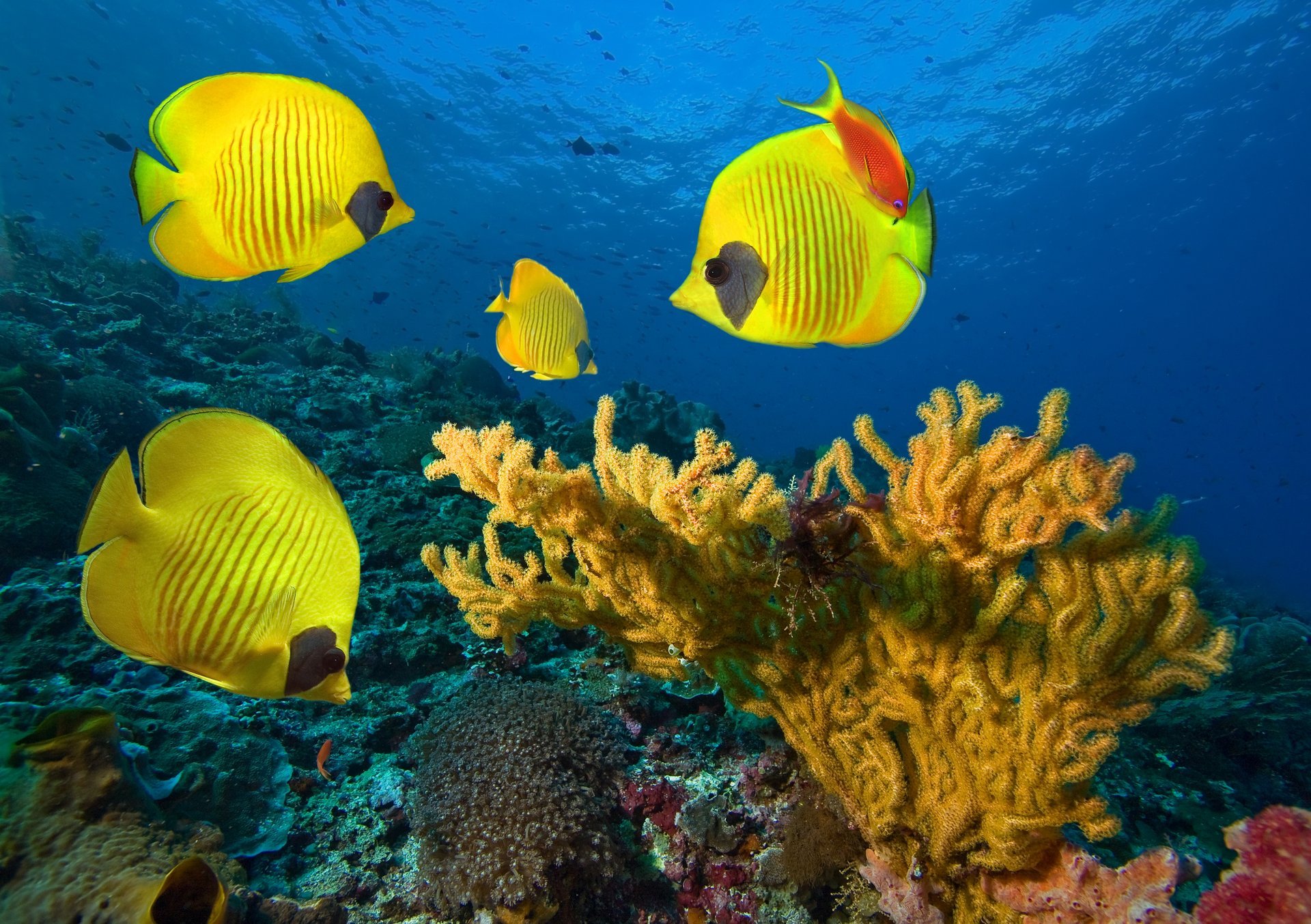 meer wasser fisch korallenkolonien unter wasser fische korallenkolonien