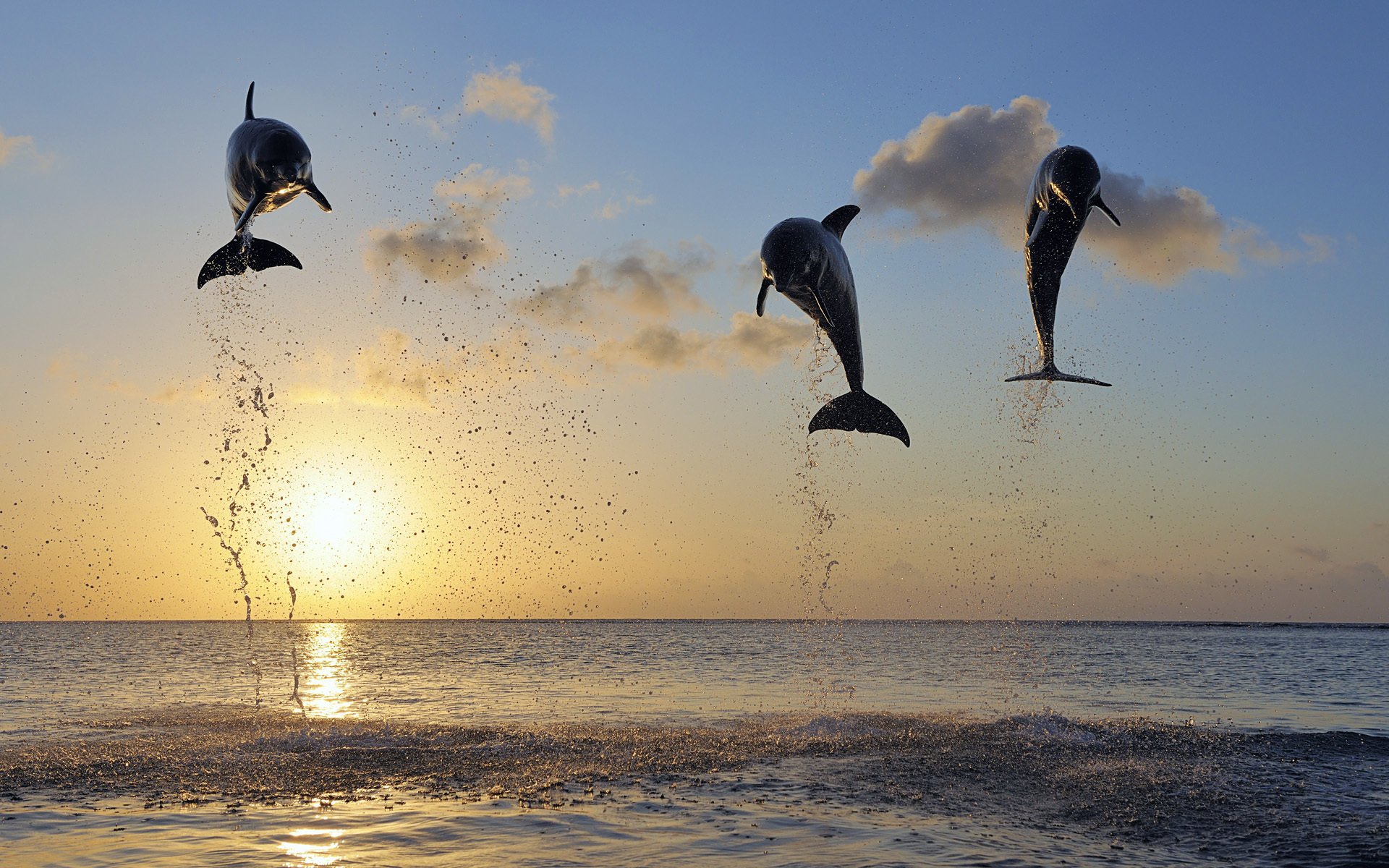 delfines islas mar