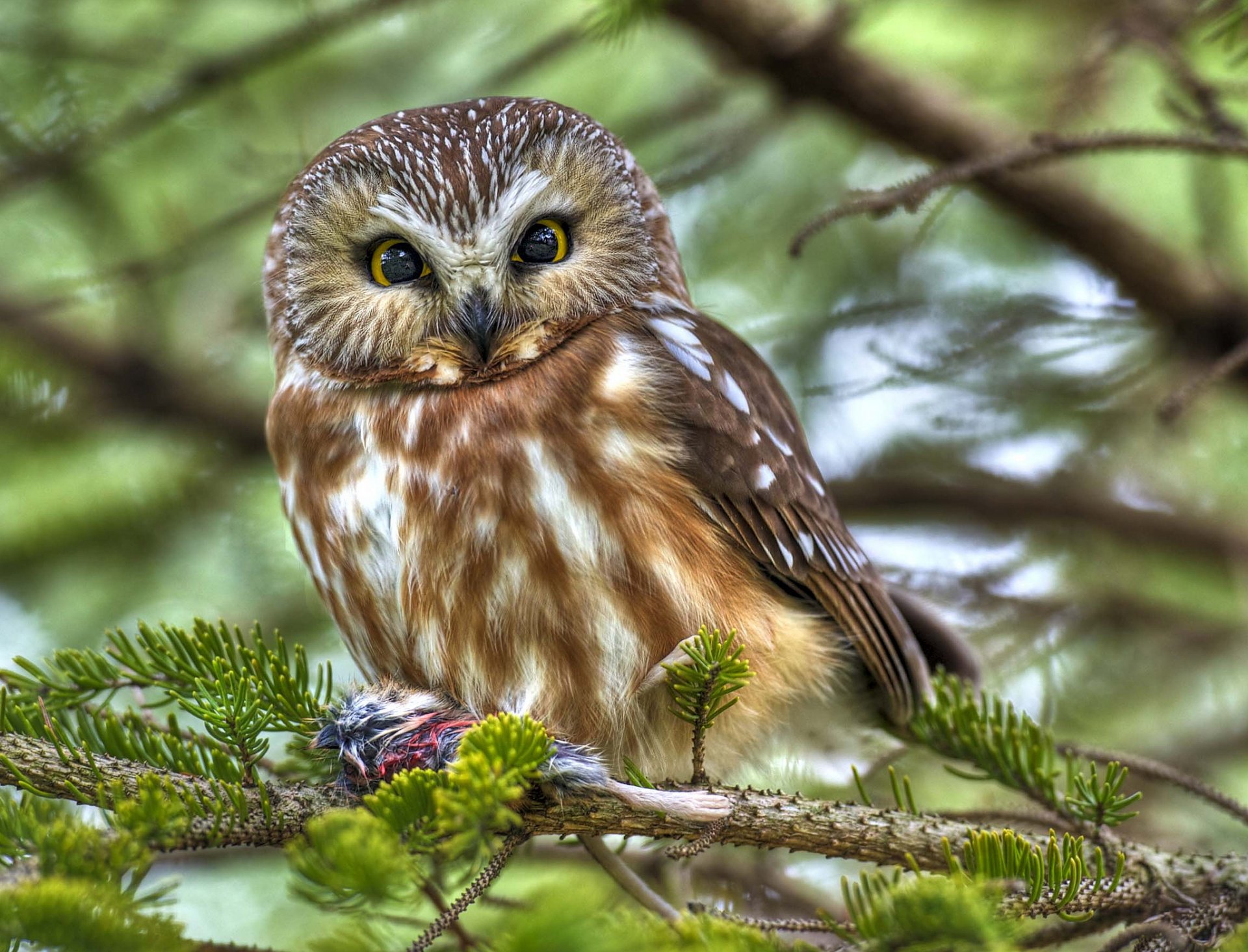 vogel eule beute zweige