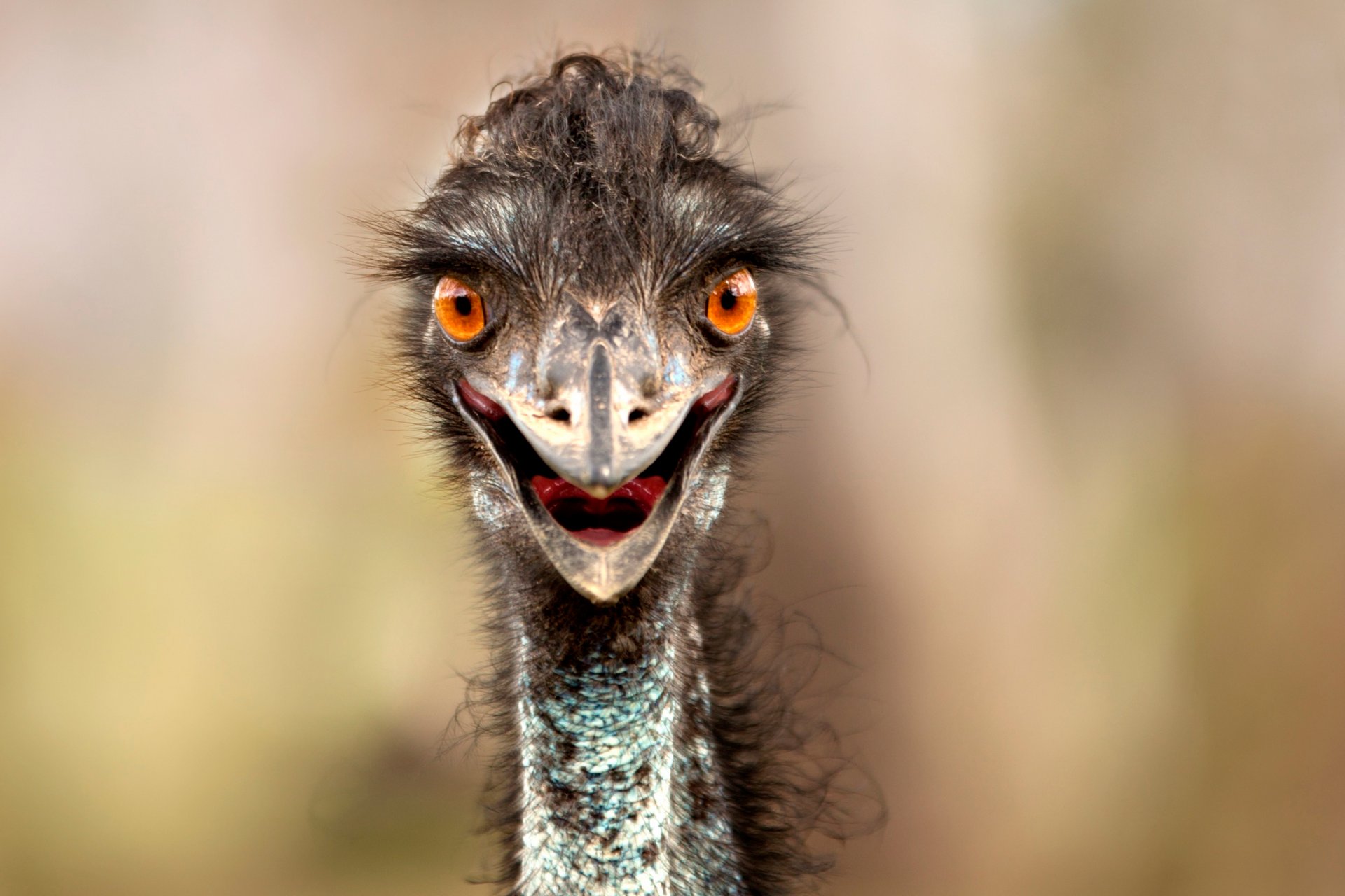 ostrich beak view