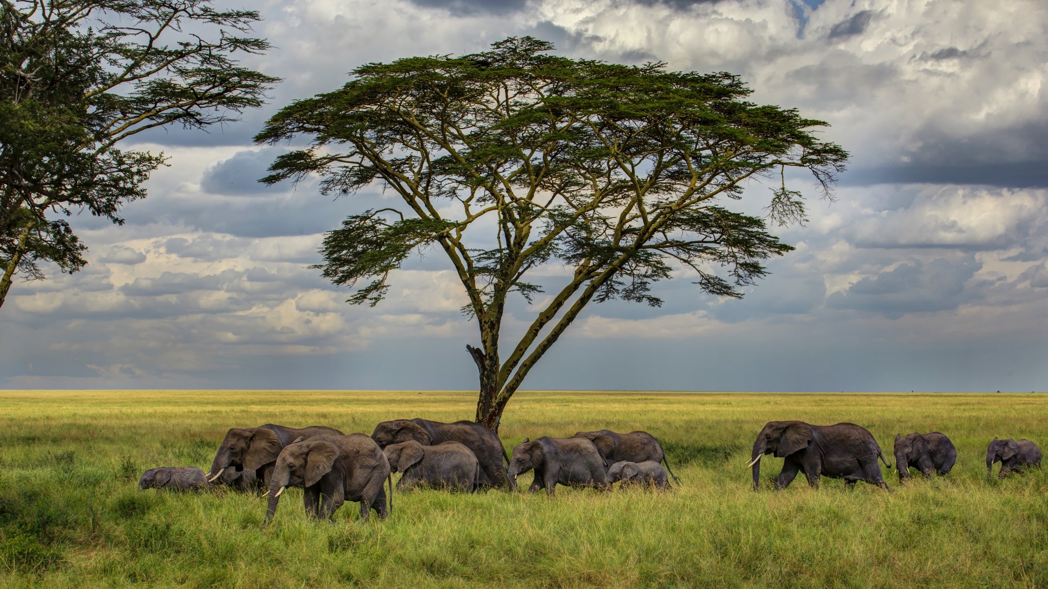 sabana árbol hierba elefantes rebaño