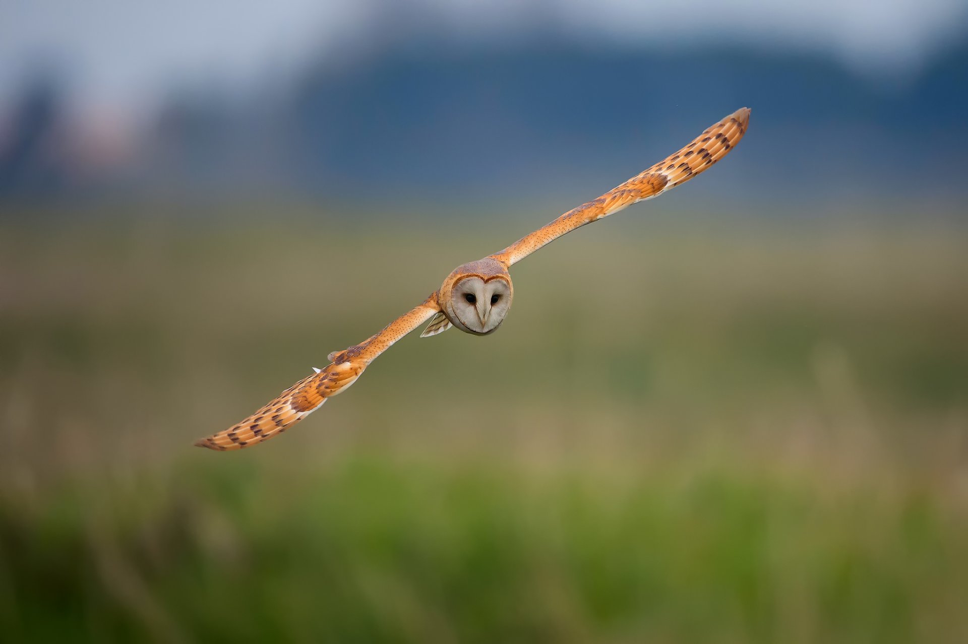 pájaro búho fondo