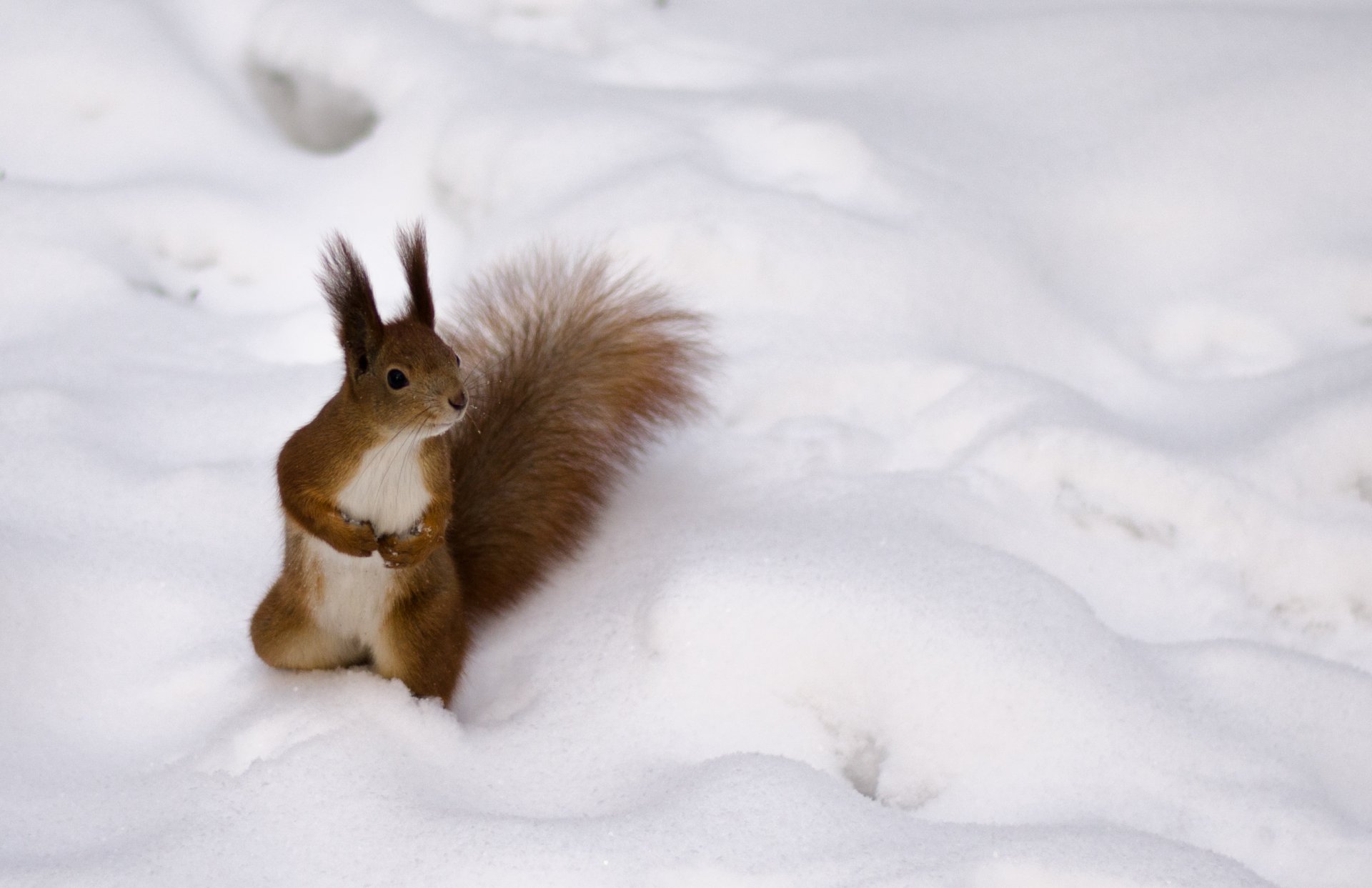 eichhörnchen winter pelzig rothaarige