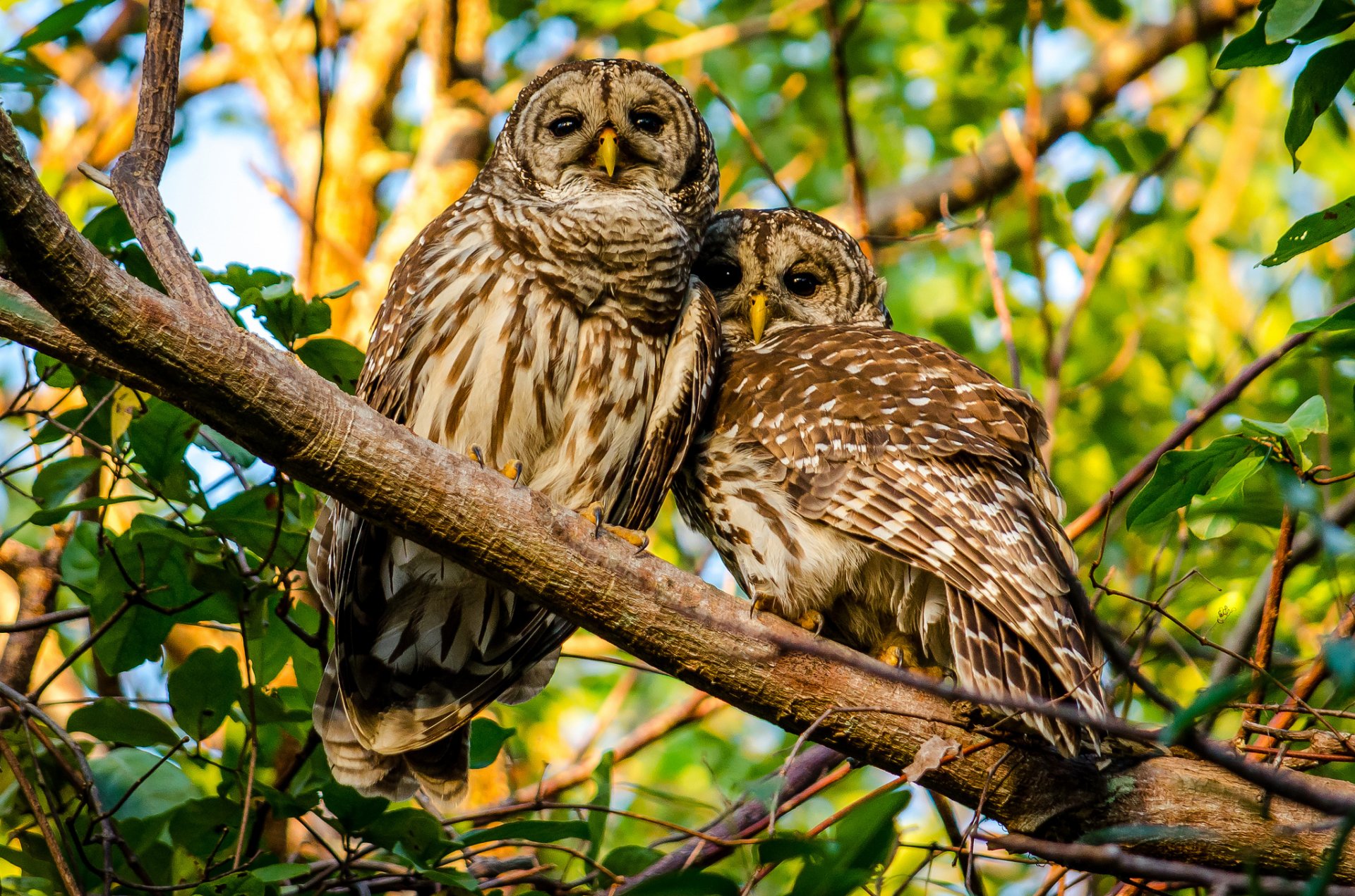 panaché hiboux oiseaux couple branche