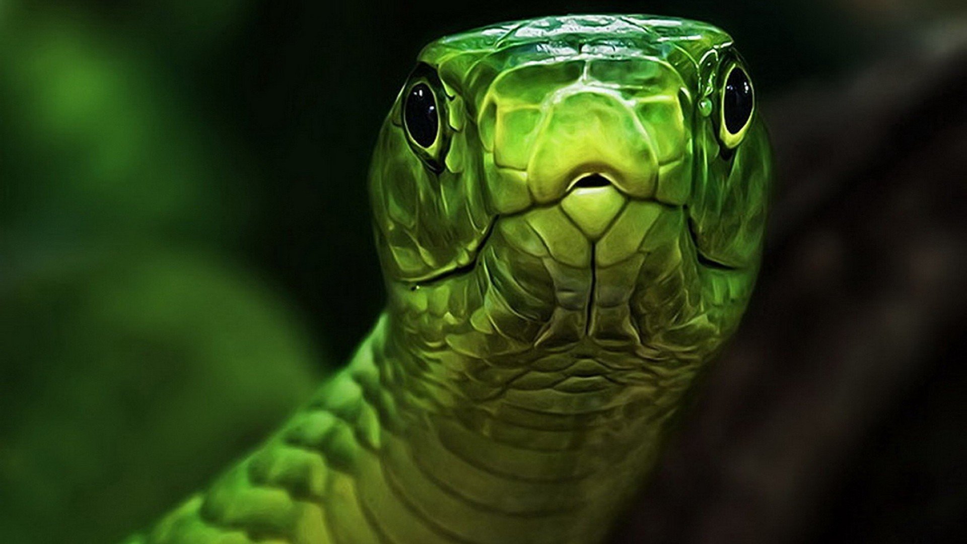 serpiente verde cabeza ojos