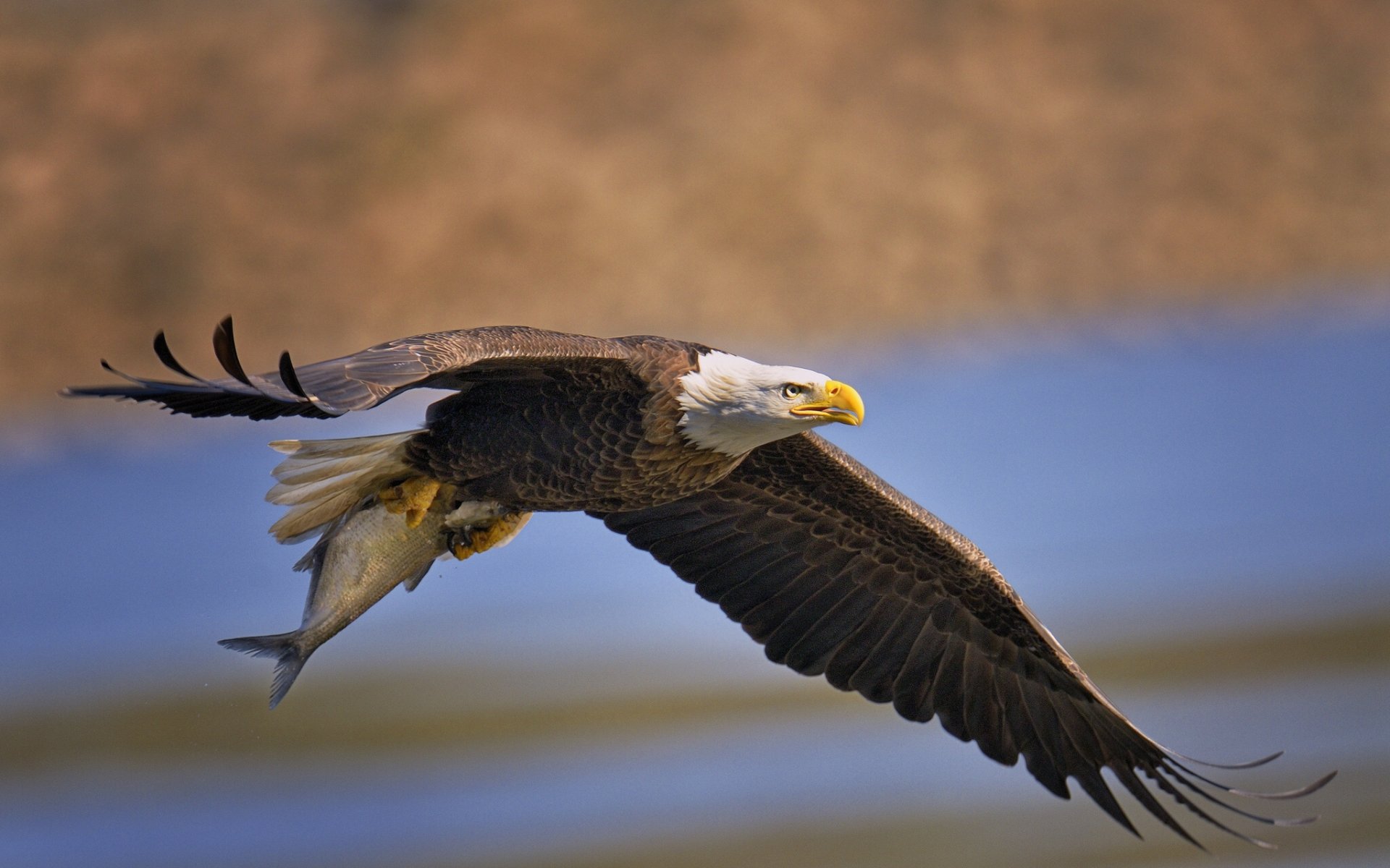 bald eagle poultry predator fish wings catch mining