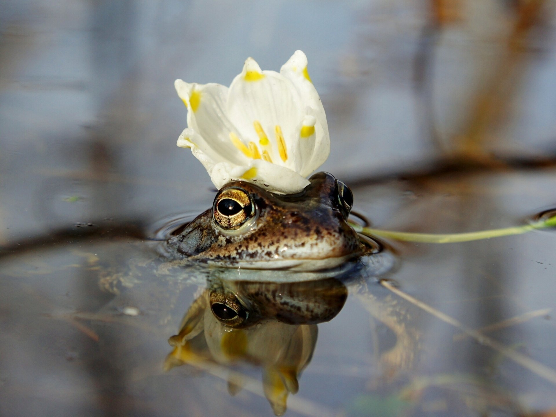 flower crown water princess frog