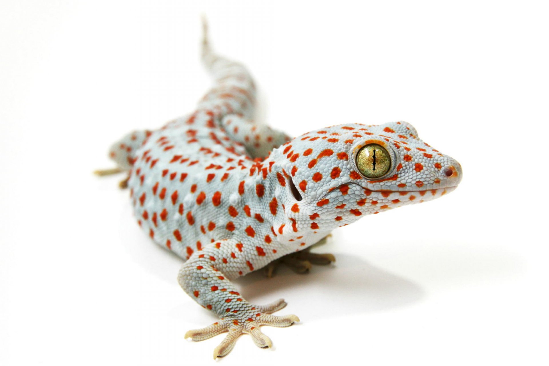 gecko tokai lézard fond