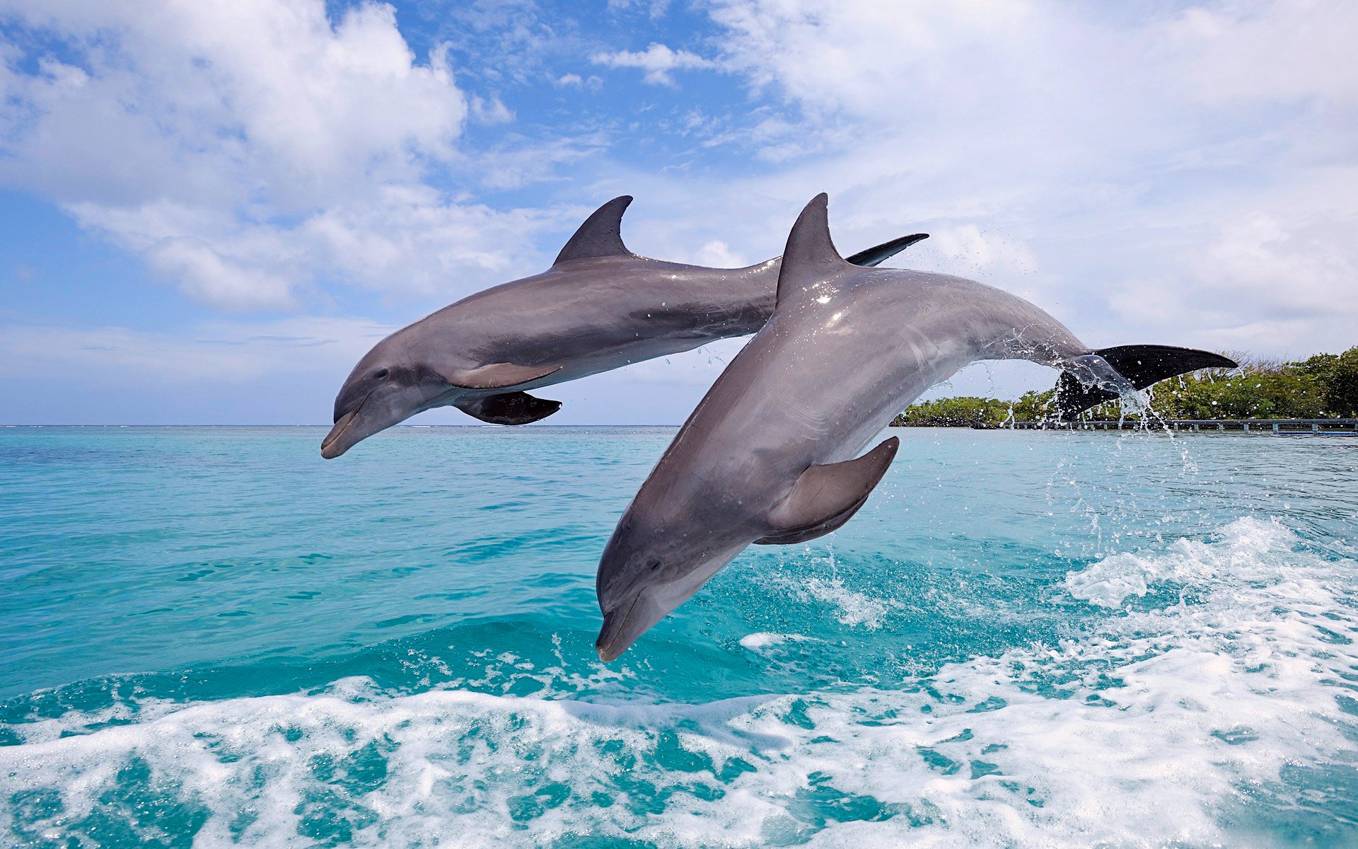 dolphins sky sea jump the pair spray