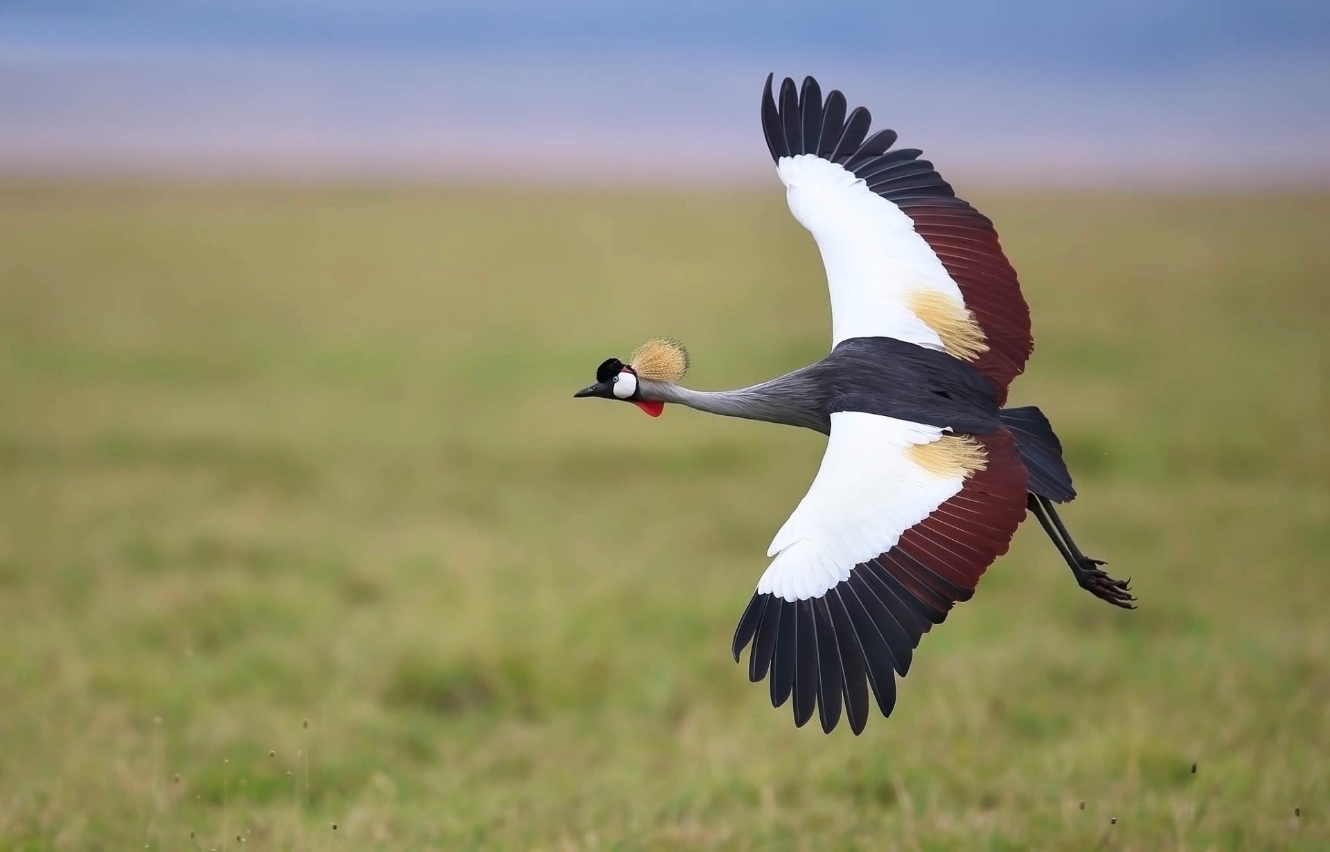 poultry crane grey wings flight