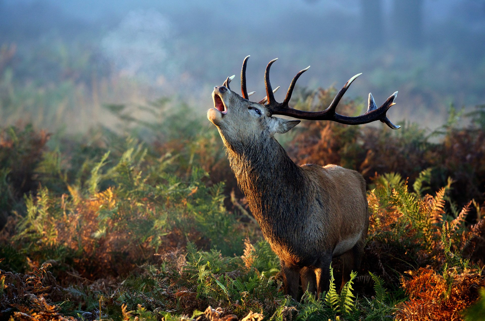 cerf bois fougère herbe automne