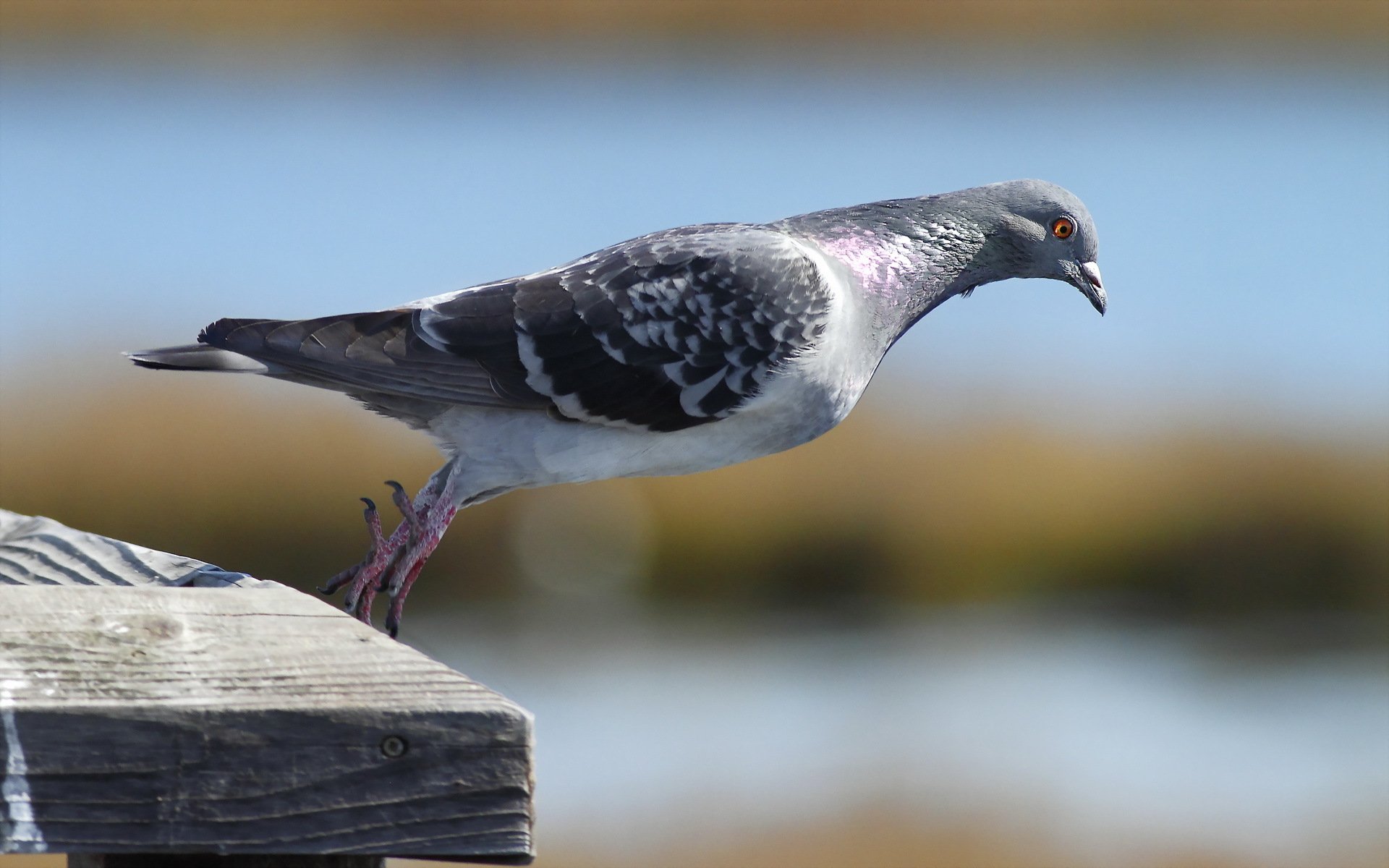 vogel natur makro