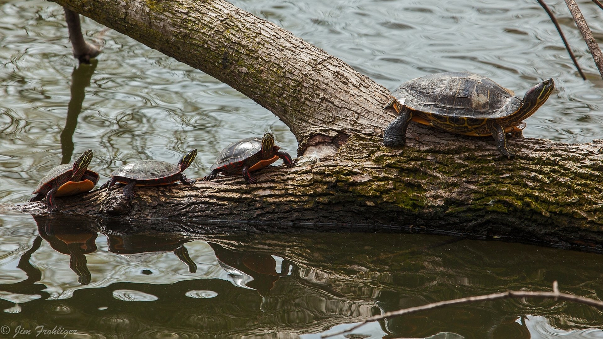 bemalte schildkröte brut kleinkinder jungtiere wasser baumstamm