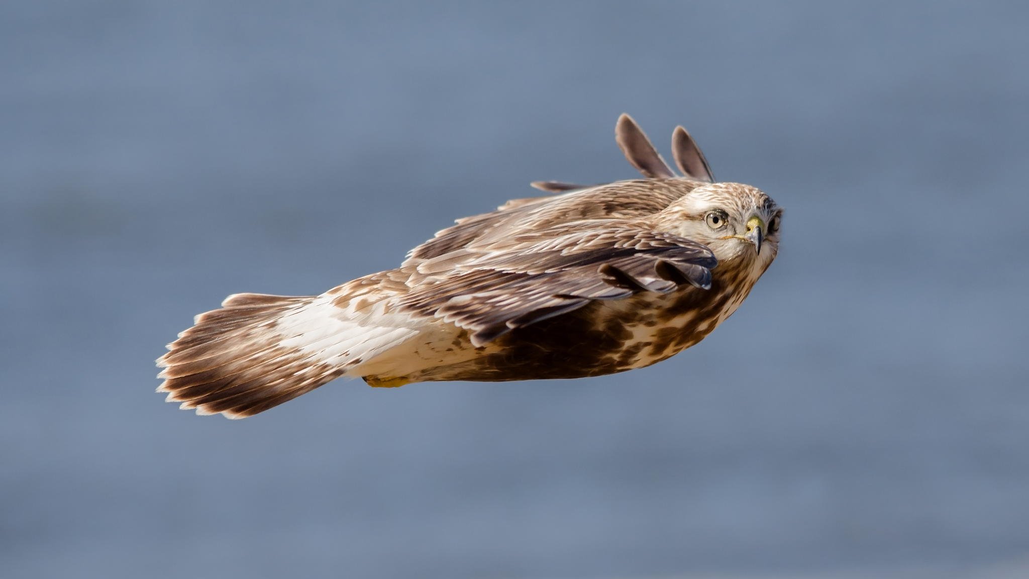 hawk speed