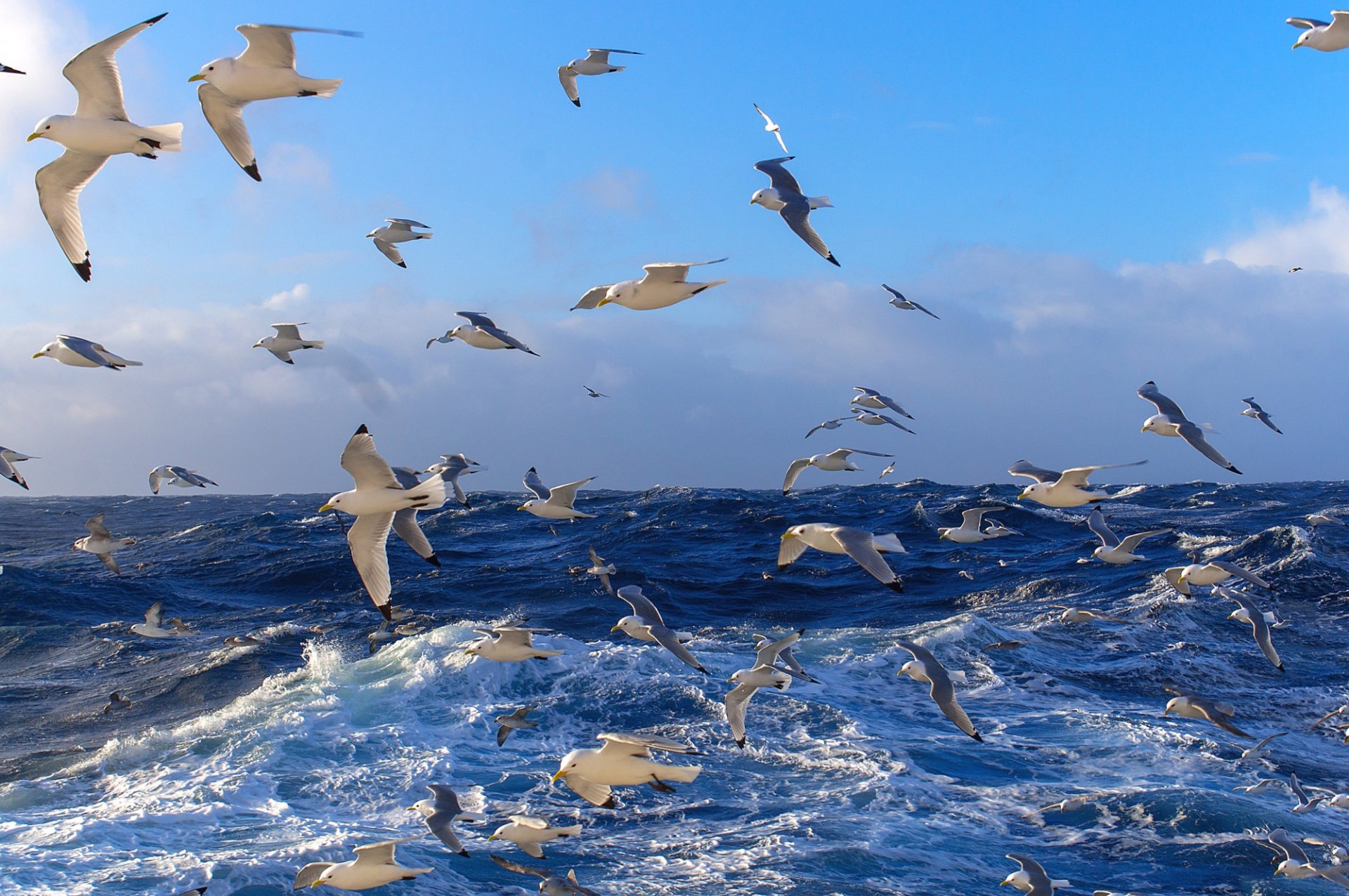 herde vögel möwen meer ozean wasser wellen oberfläche himmel ferne horizont