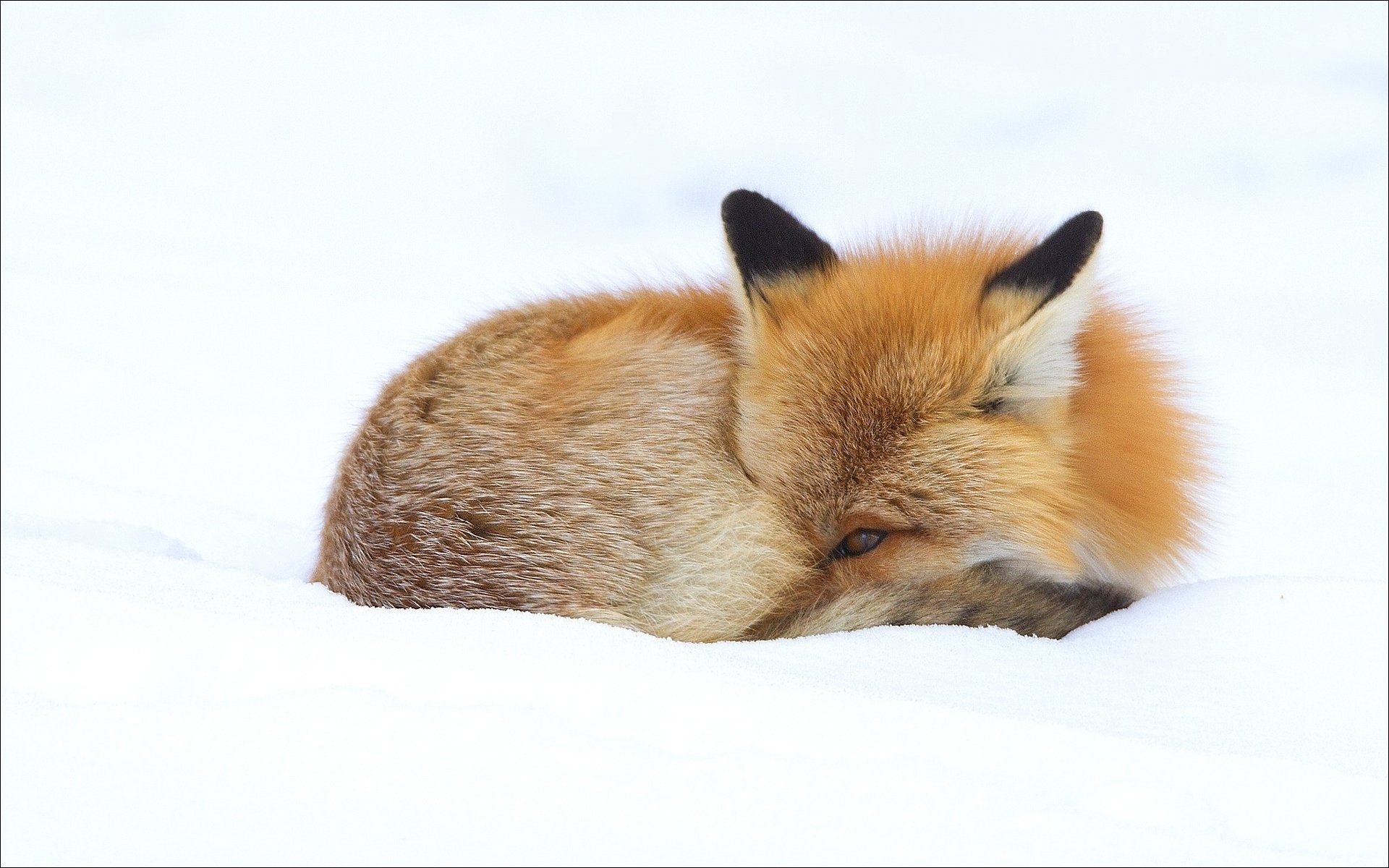 animaux hiver renard animaux hiver