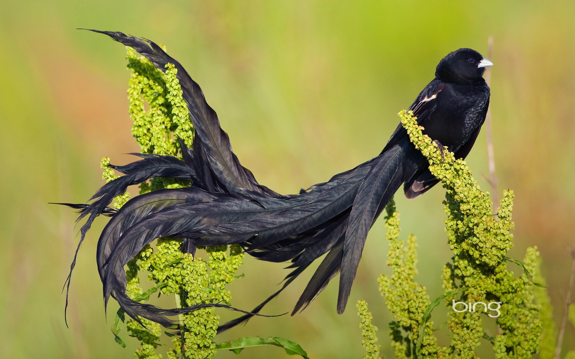 long-tailed widowbird tail poultry