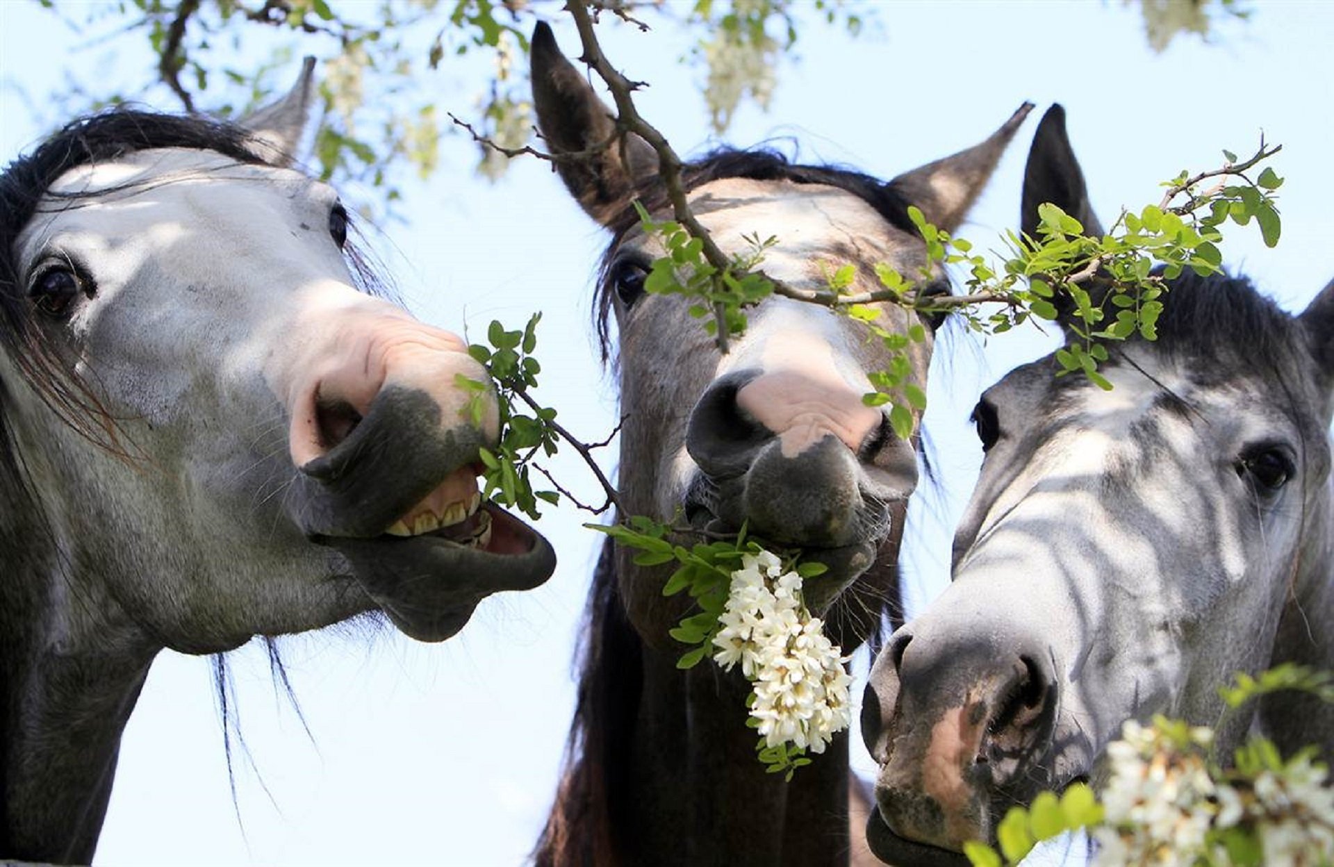 horse horses white tree acacia