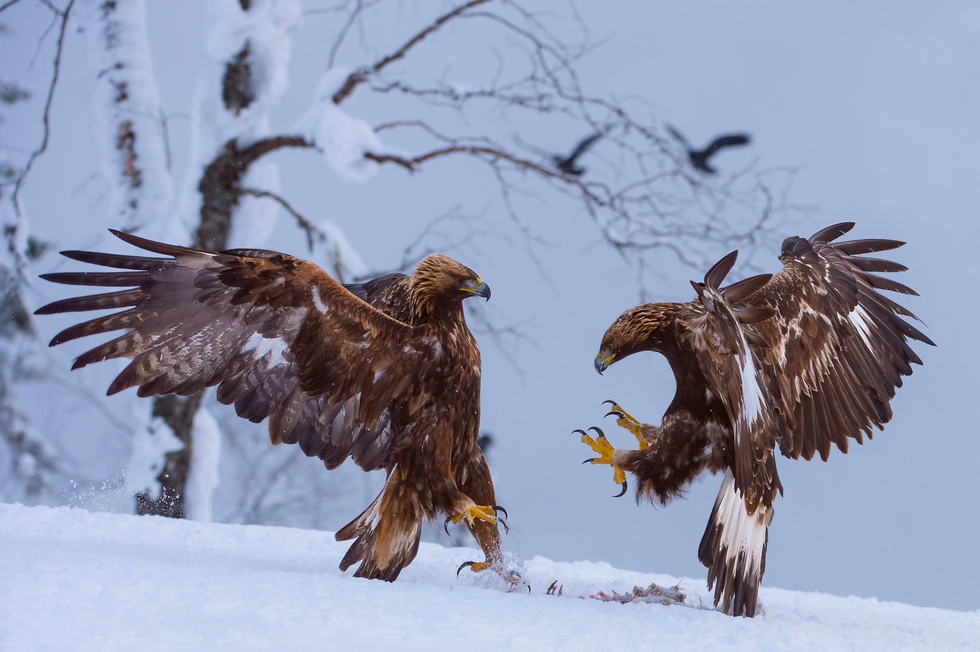 uccelli aquile preda neve inverno