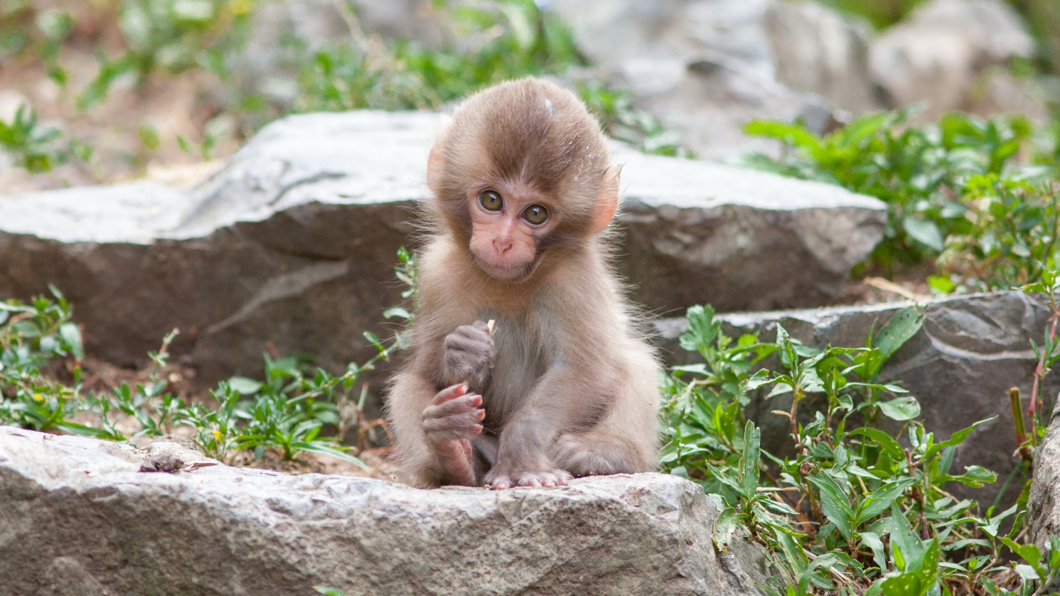 monkey nature background