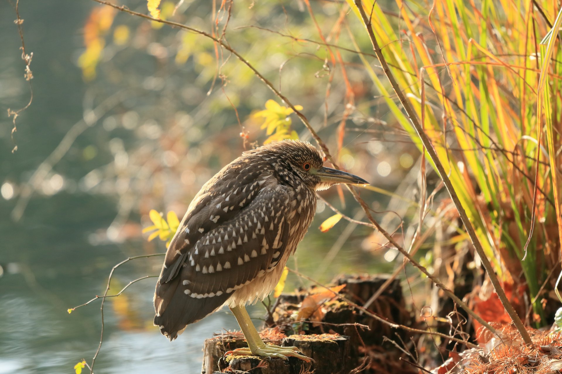 teich gras zweige stümpfe vogel reiher