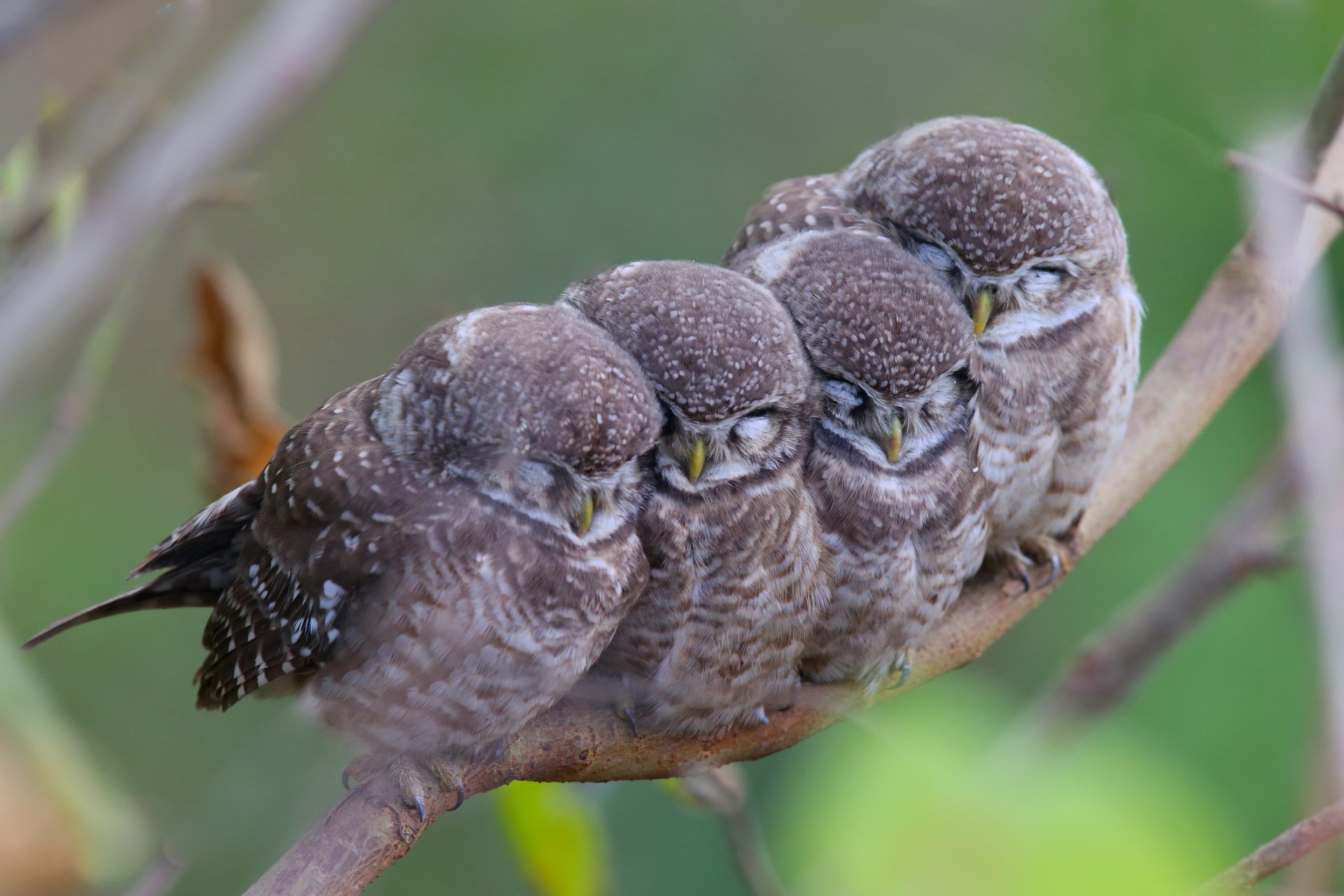 zweig vögel eulen mama kinder familie gefleckte eulen