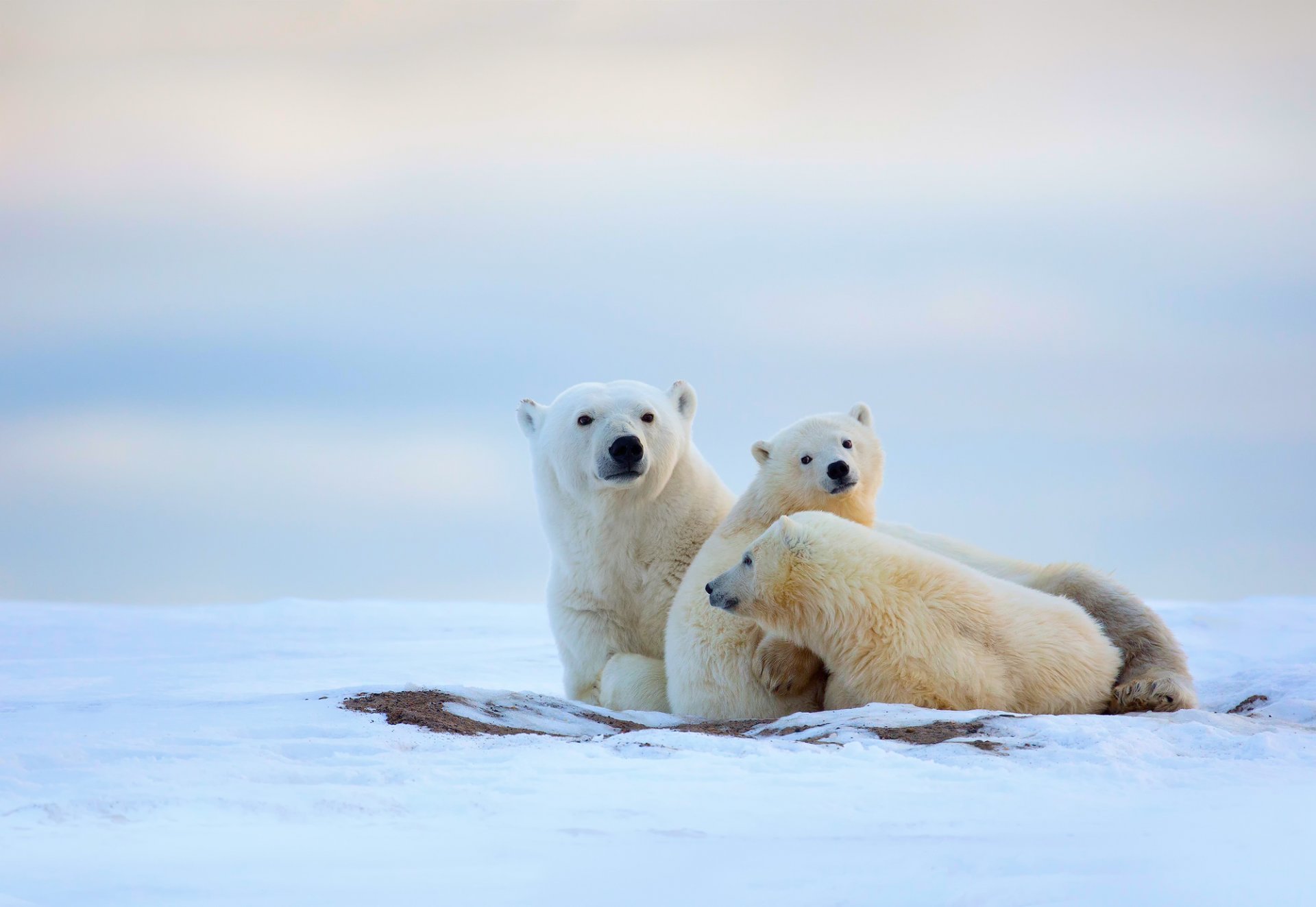 orsi polari dipper cuccioli inverno nord freddo neve