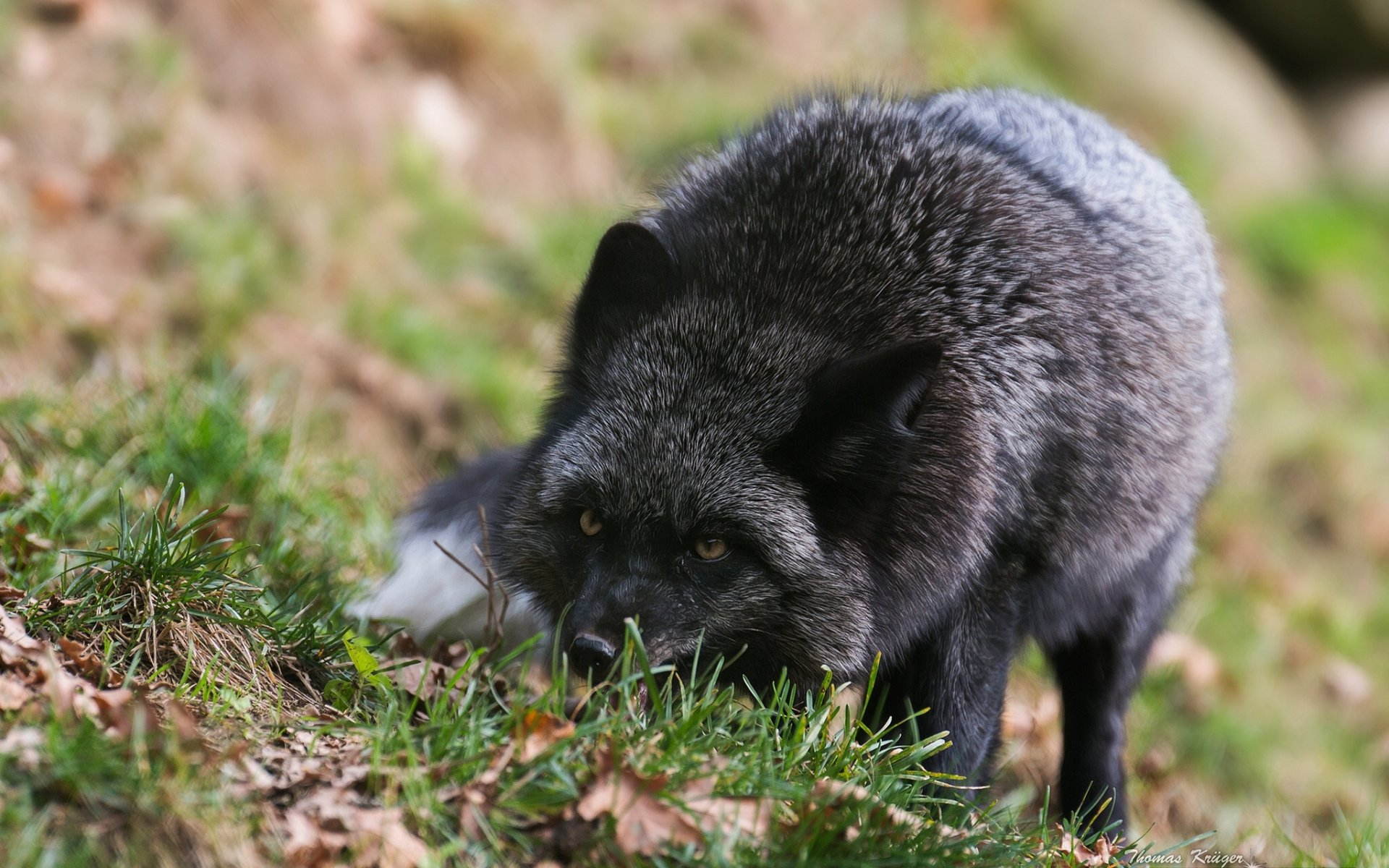 schwarz-brauner fuchs silberfuchs fuchs