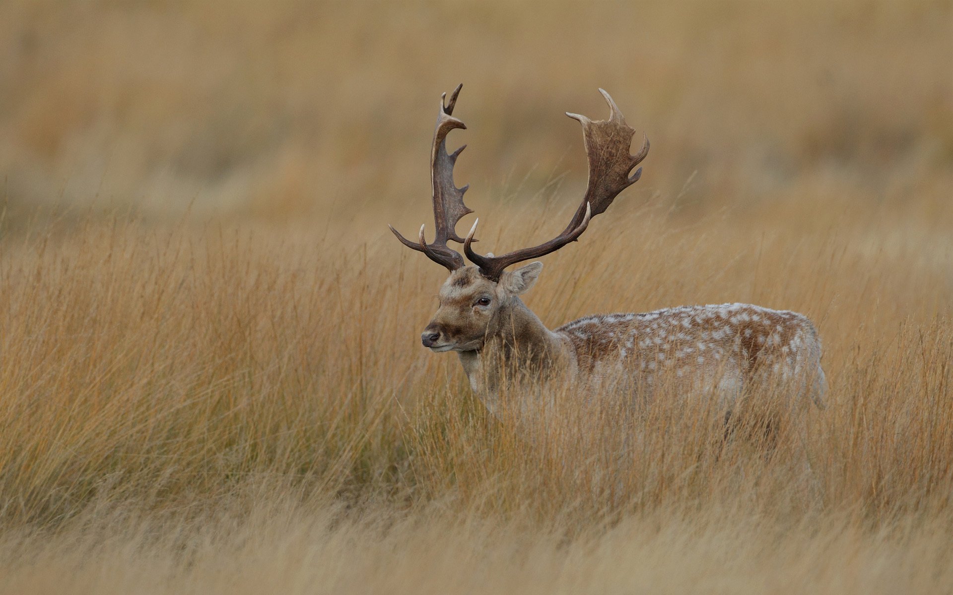 hirsch maral hörner gras trocken